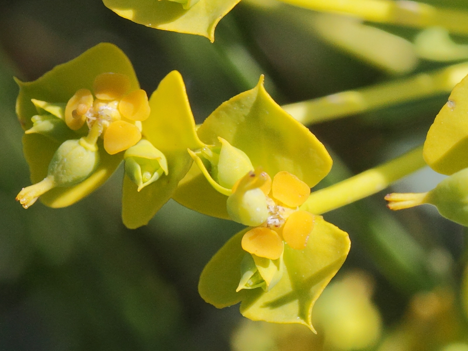 Afficher le média euphorbia_seguieriana_seguieriana2md euphorbia_seguieriana_seguieriana2md