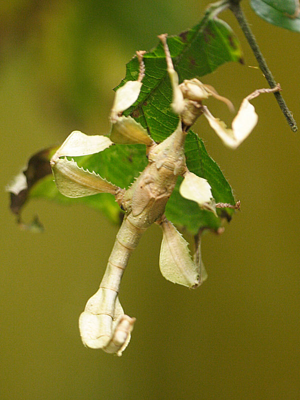 extatosoma_tiaratum1md