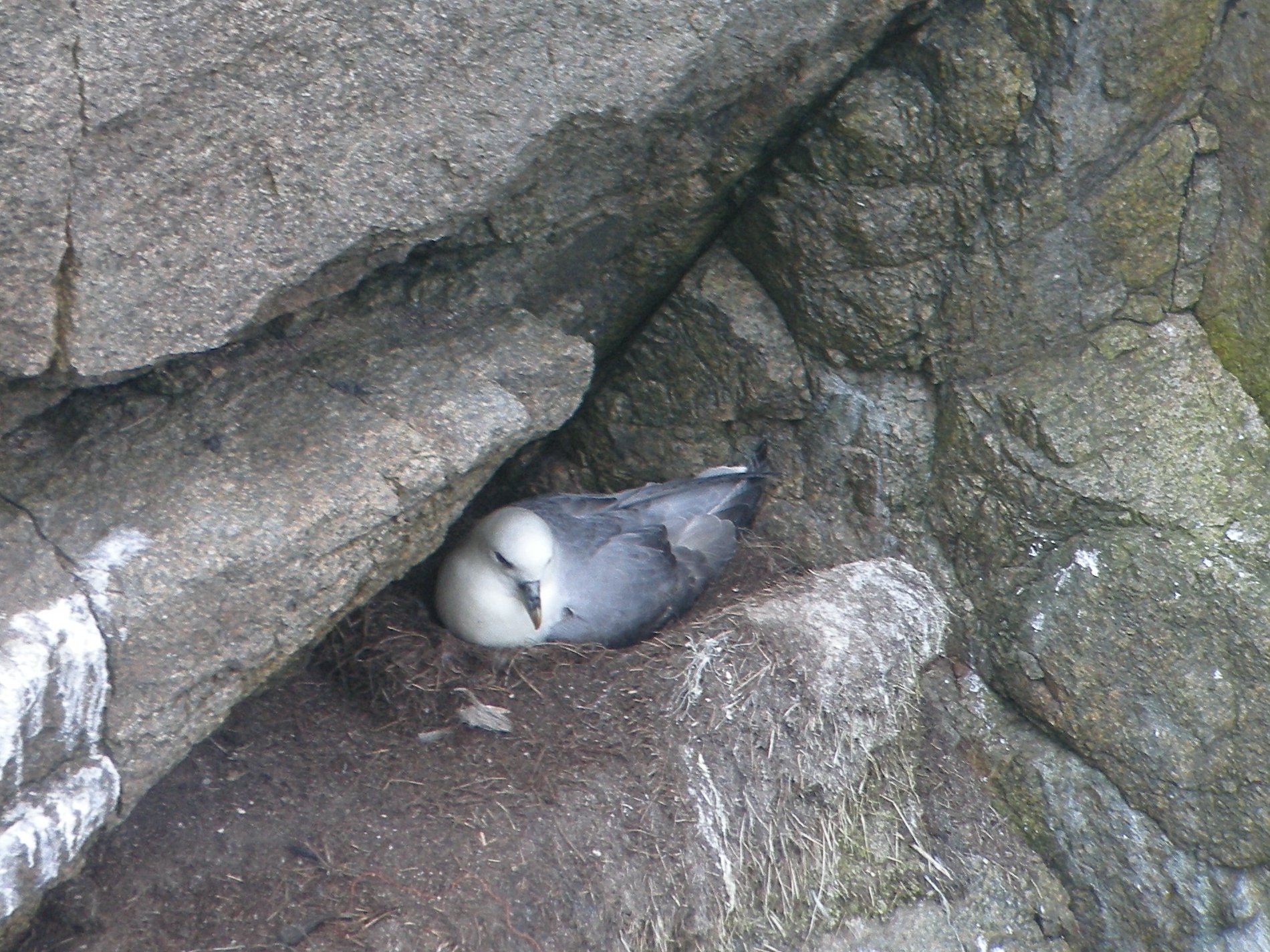 fulmar_boreal_-_fulmarus_glacialis4bd
