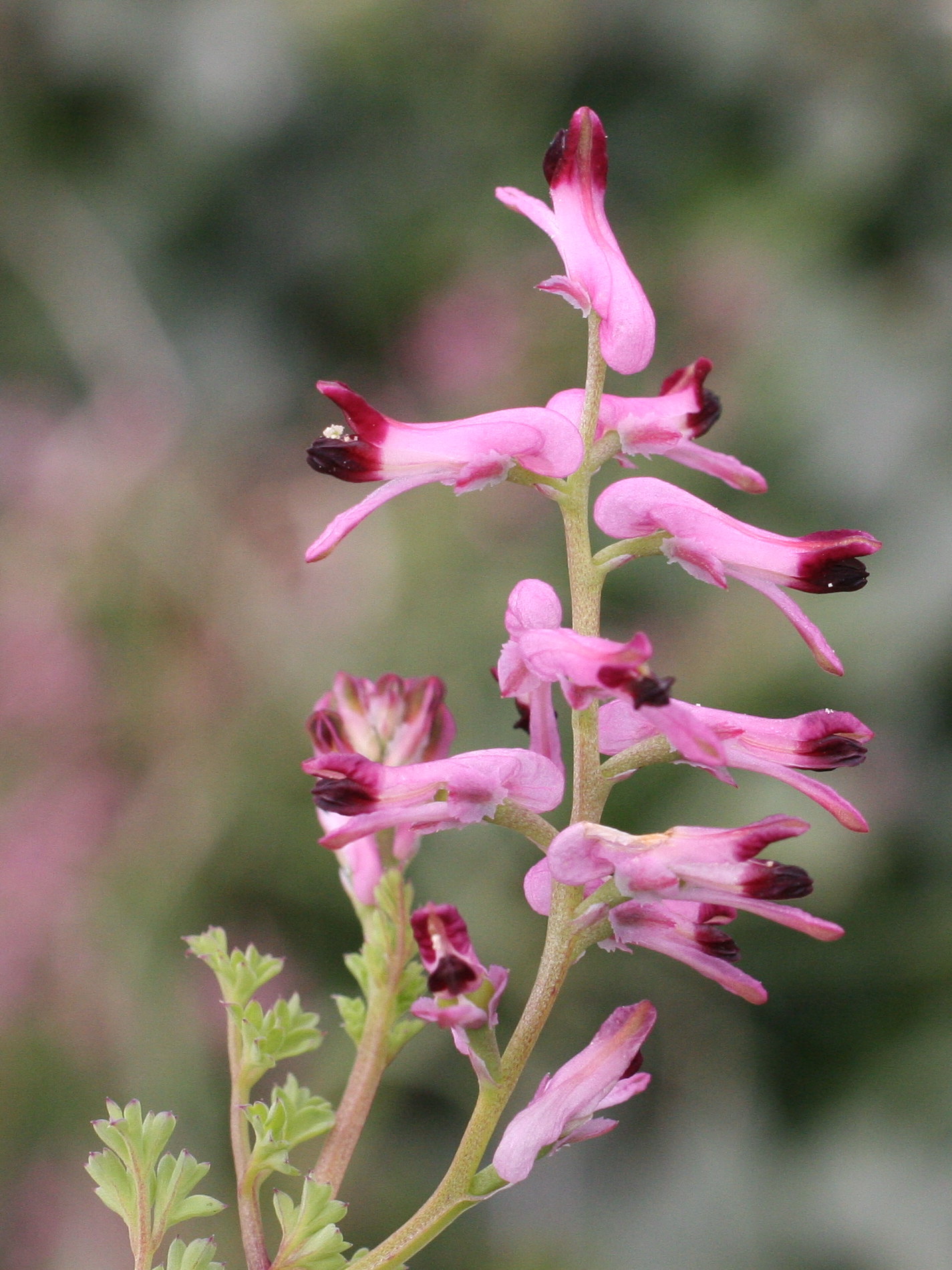 Afficher le média fumaria_officinalis_wirtgenii3md fumaria_officinalis_wirtgenii3md