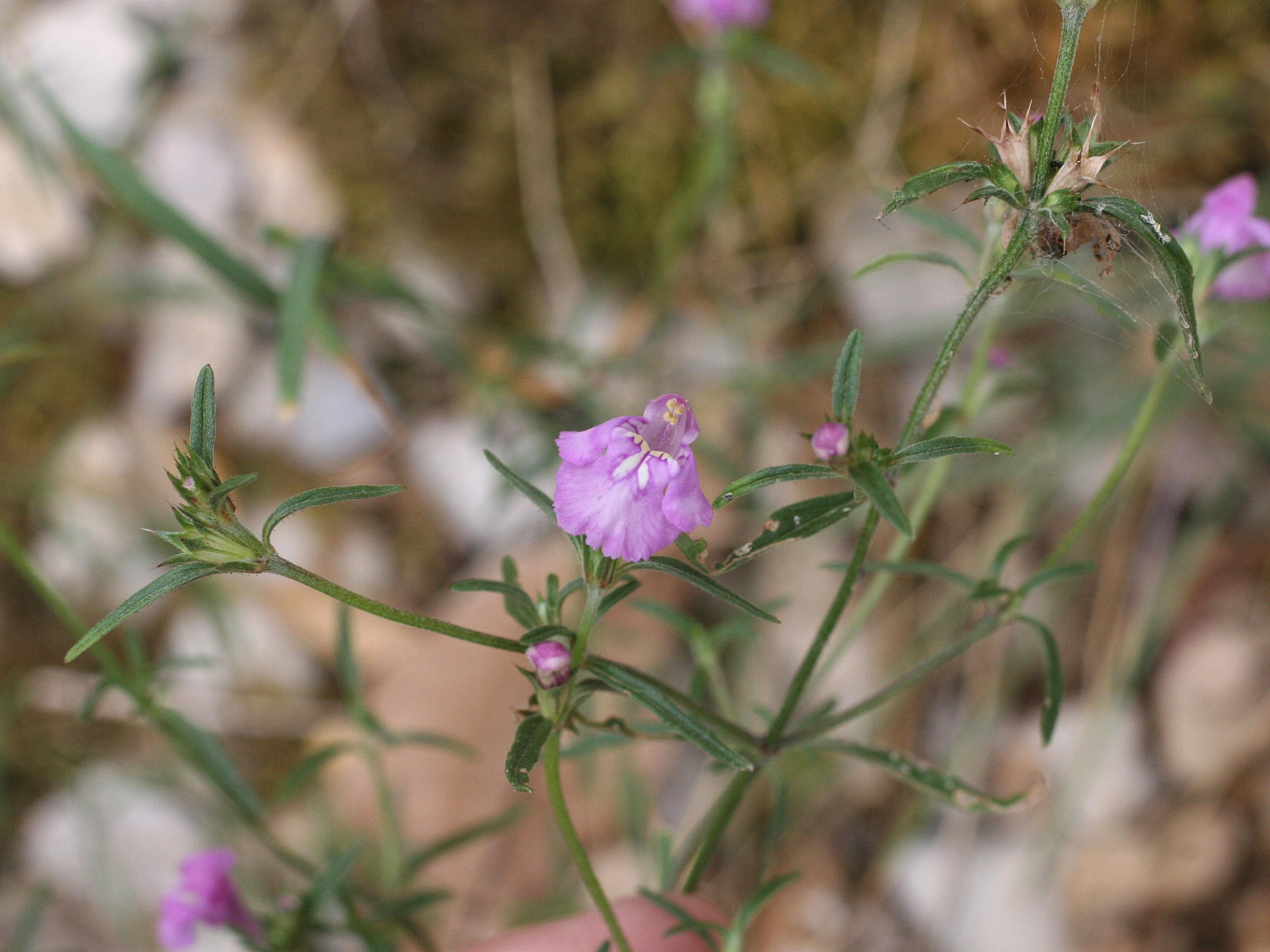 galeopsis_angustifolia2md