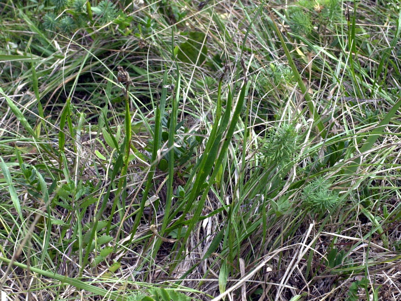 genista_sagittalis2md