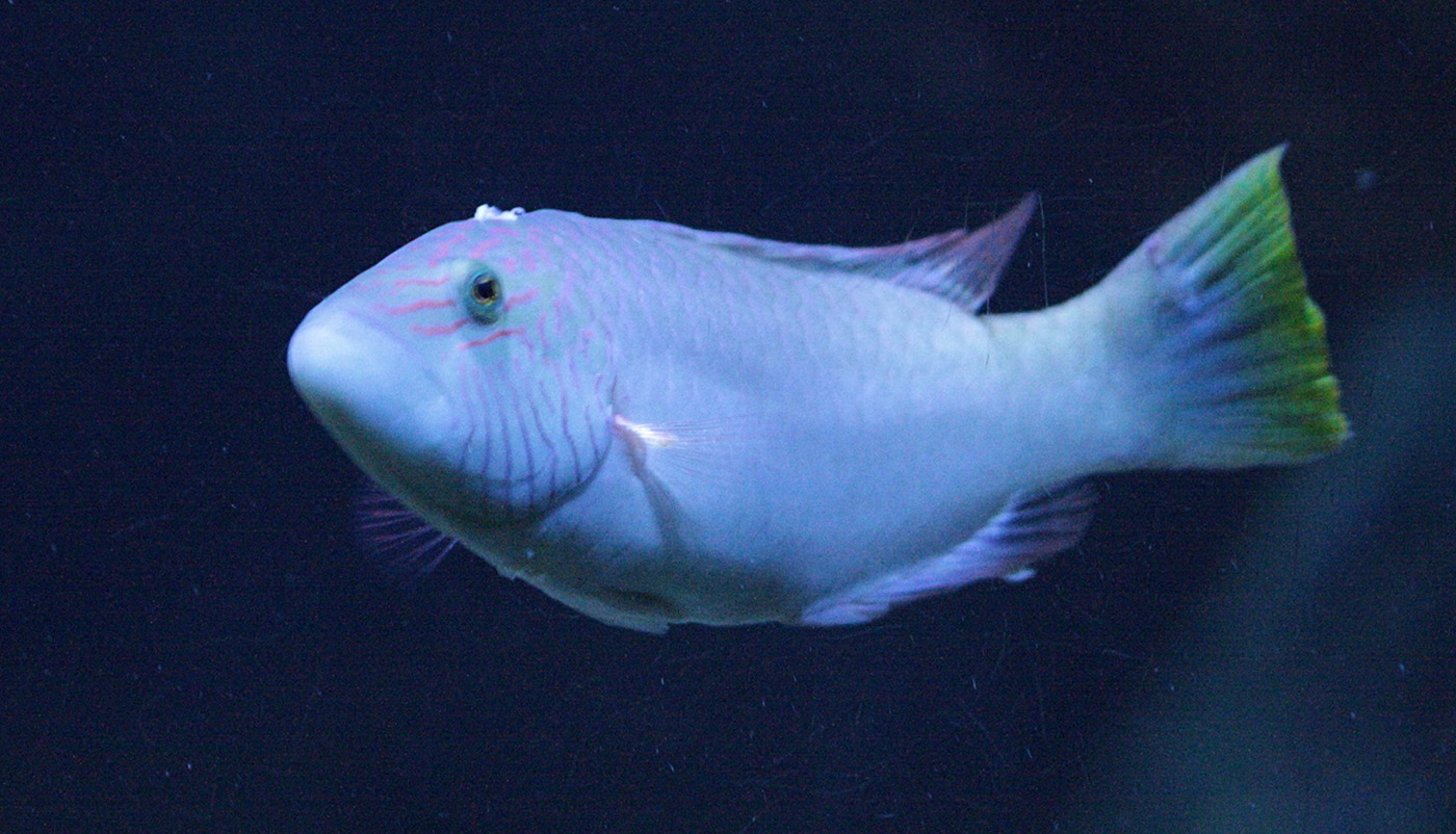 Afficher le média halichoeres_hortulanus2bd halichoeres_hortulanus2bd