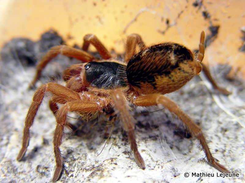 Afficher le média hapalopus_priscilae1ml hapalopus_priscilae1ml