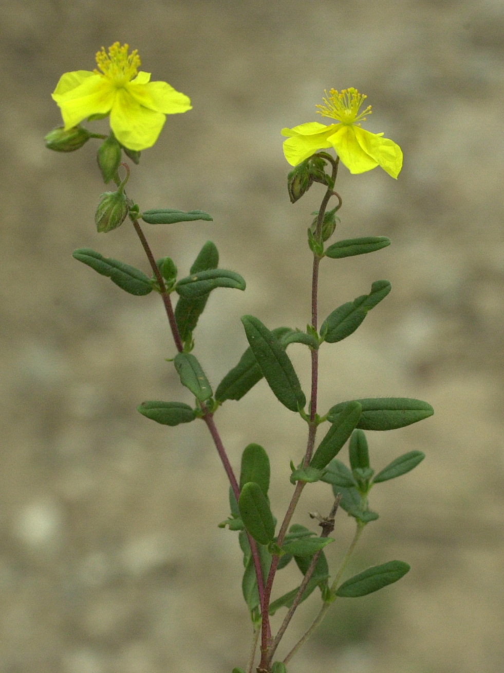 helianthemum_hirtum2md