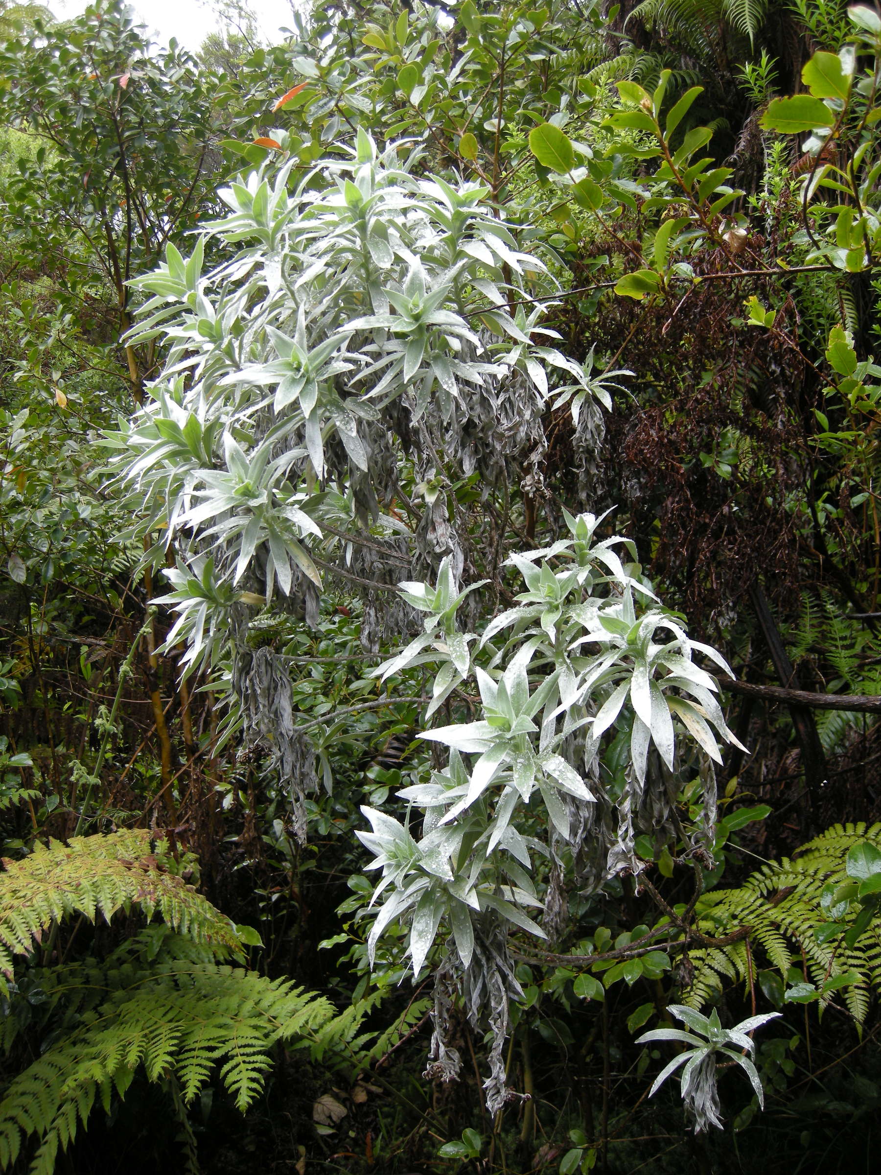 Afficher le média helichrysum_heliotropifolium1md helichrysum_heliotropifolium1md