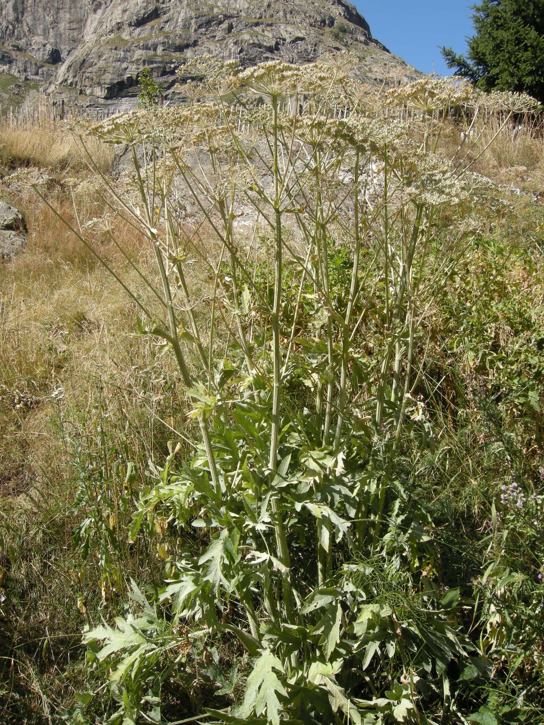 heracleum_mantegazzianum1md