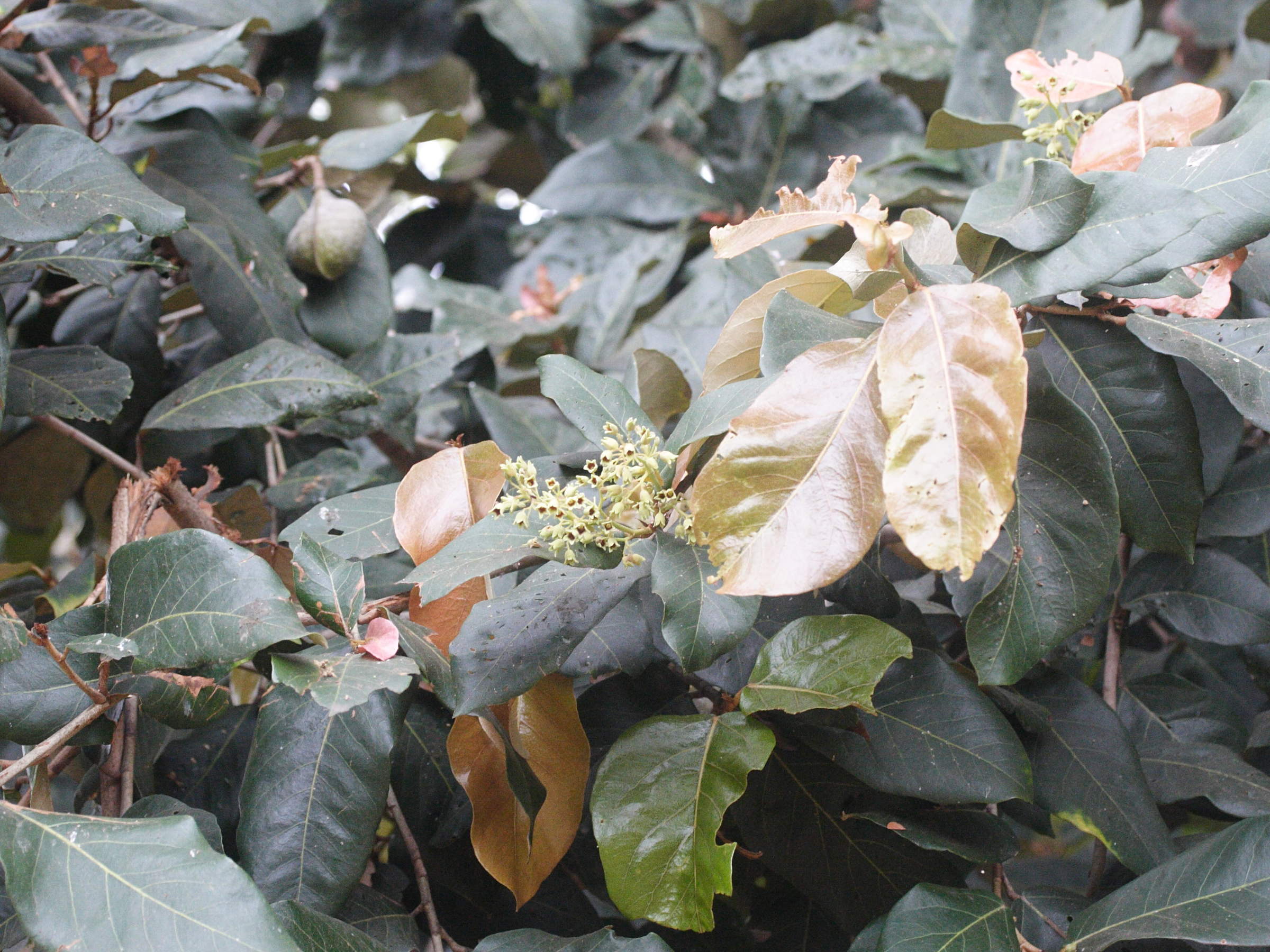 heritiera_littoralis6md