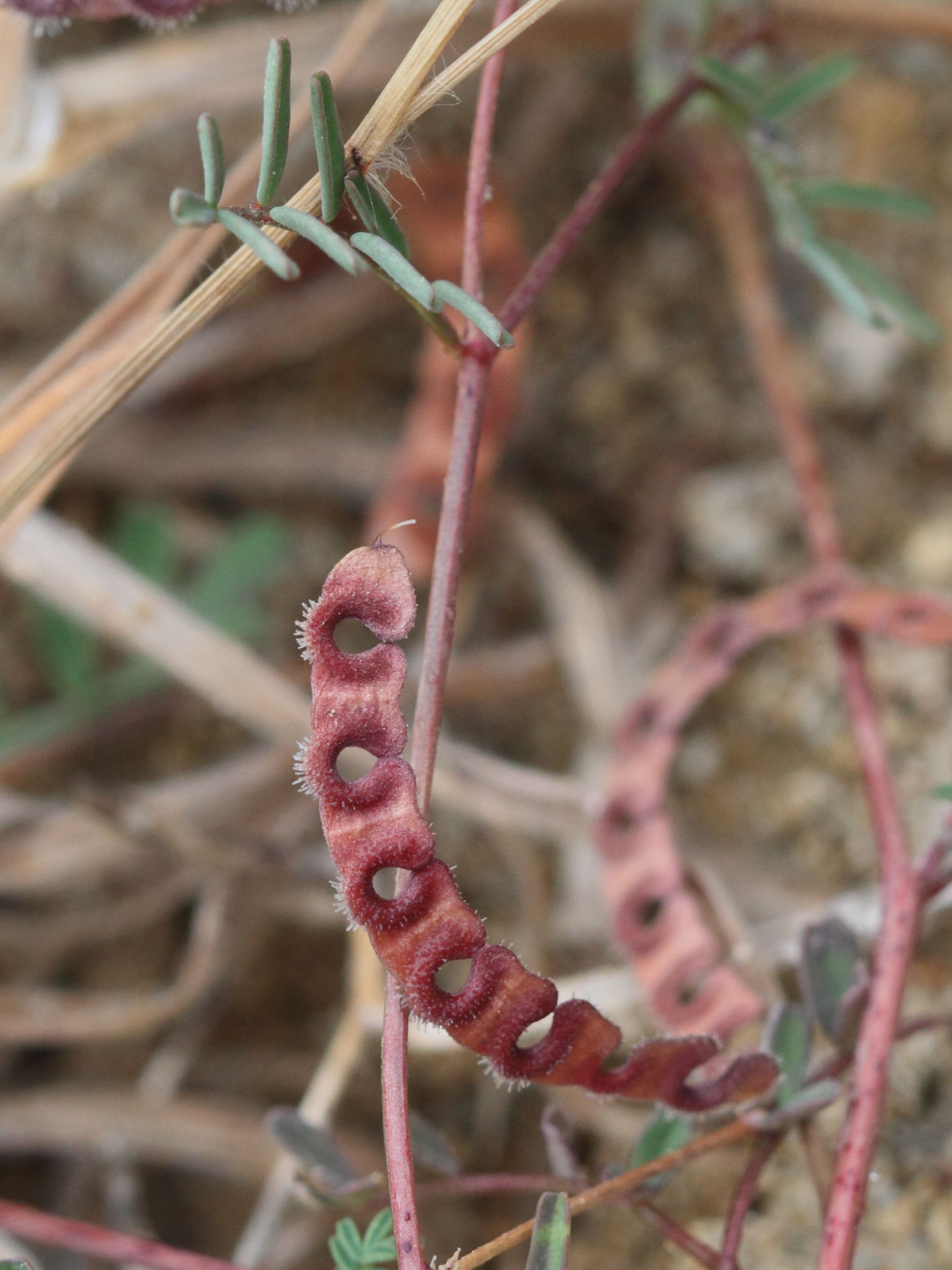hippocrepis_ciliata1bd