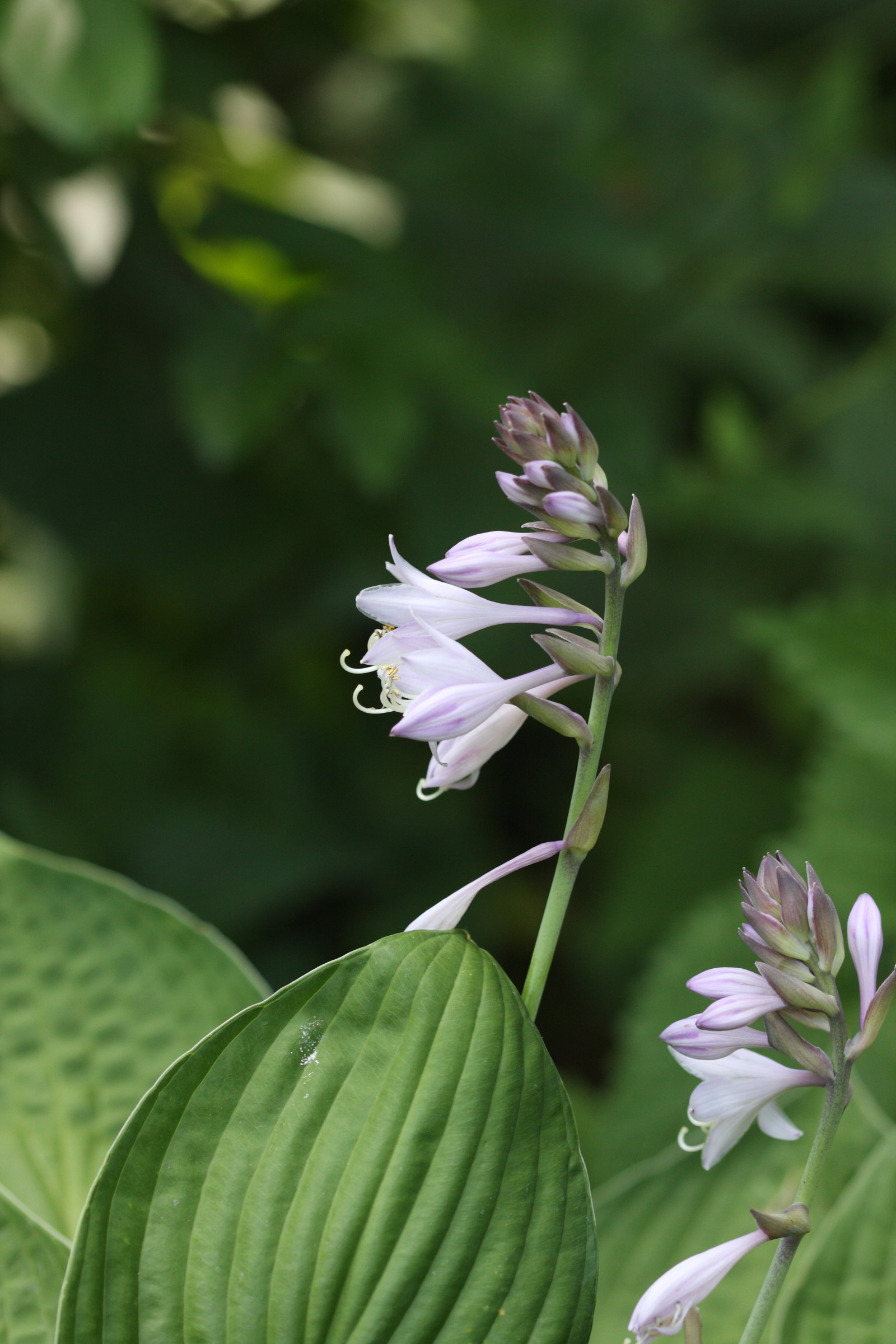 hosta_sieboldiana3sd
