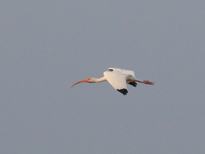 ibis_blanc_-_eudocimus_albus2bd