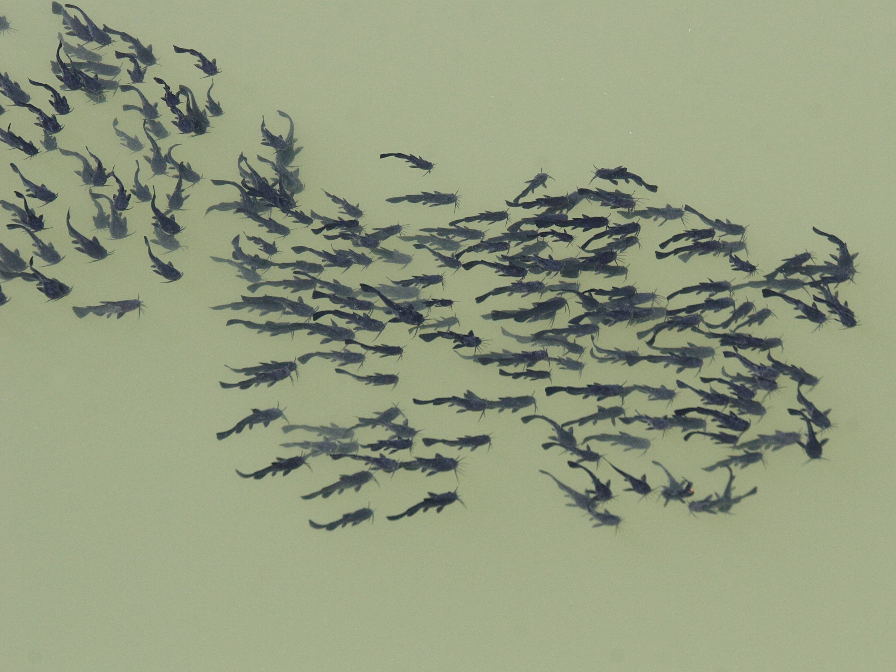 Afficher le média ictalurus_melas1md ictalurus_melas1md