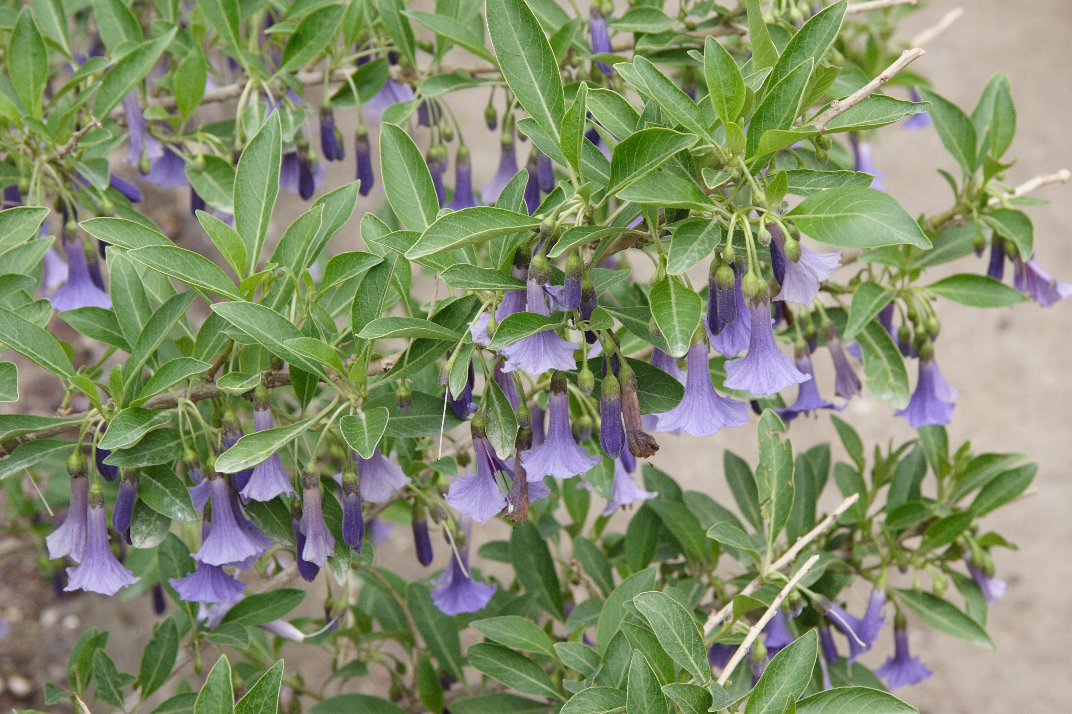 iochroma_australis1md