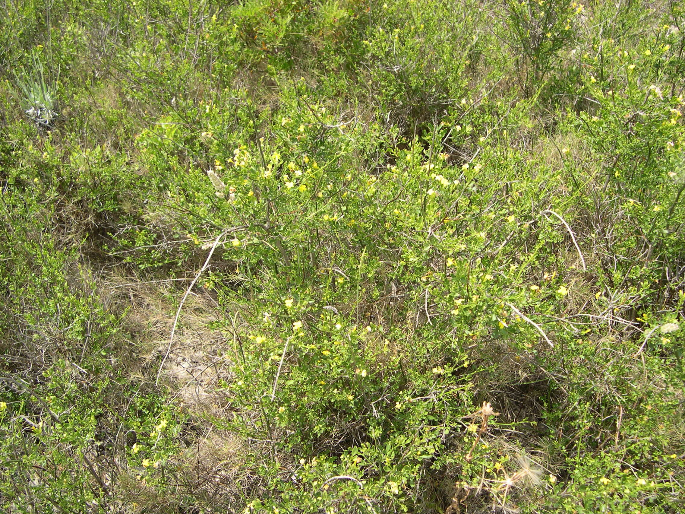 jasminum_fruticans1md