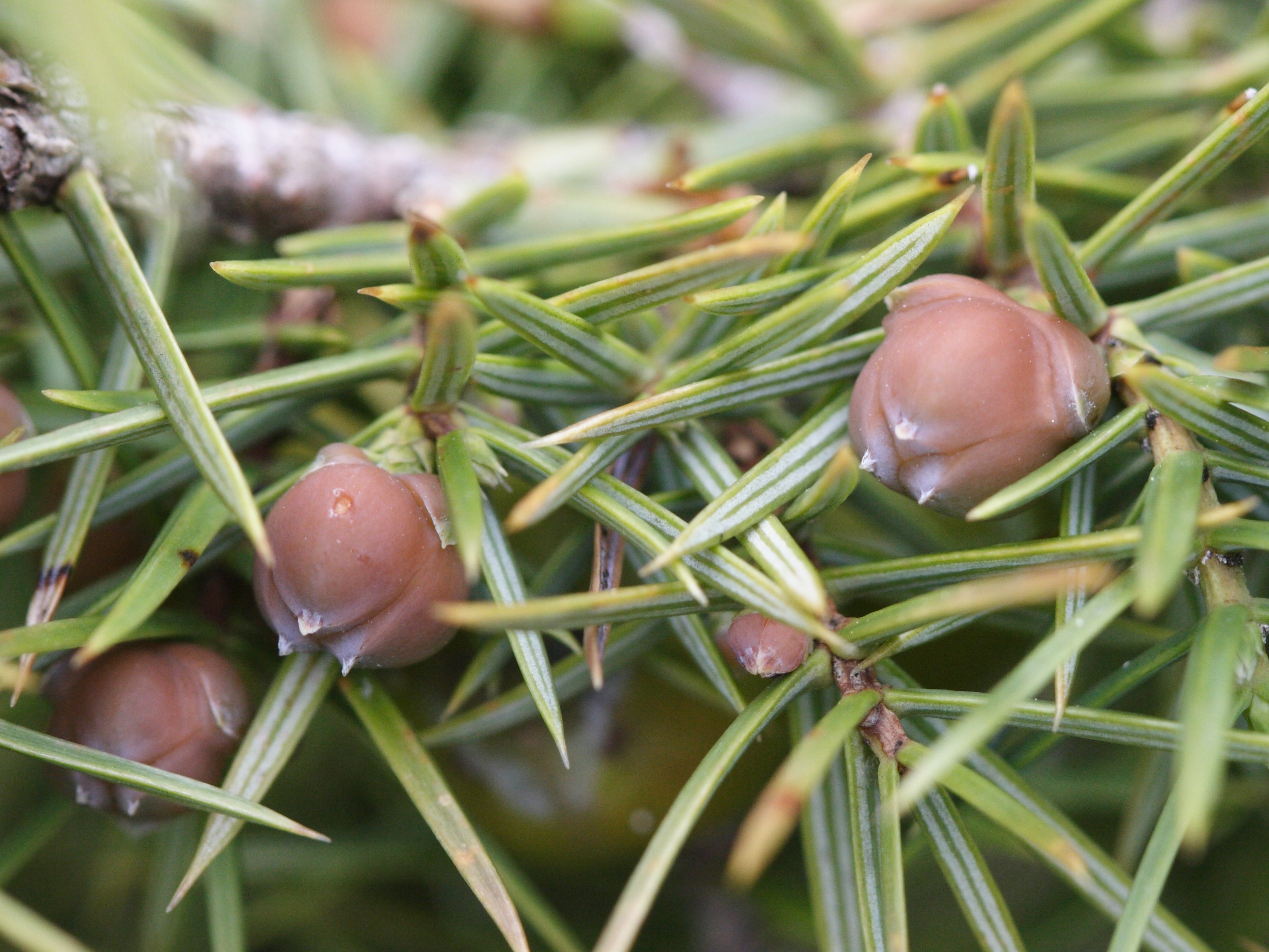 Afficher le média Juniperus_oxycedrus Juniperus_oxycedrus
