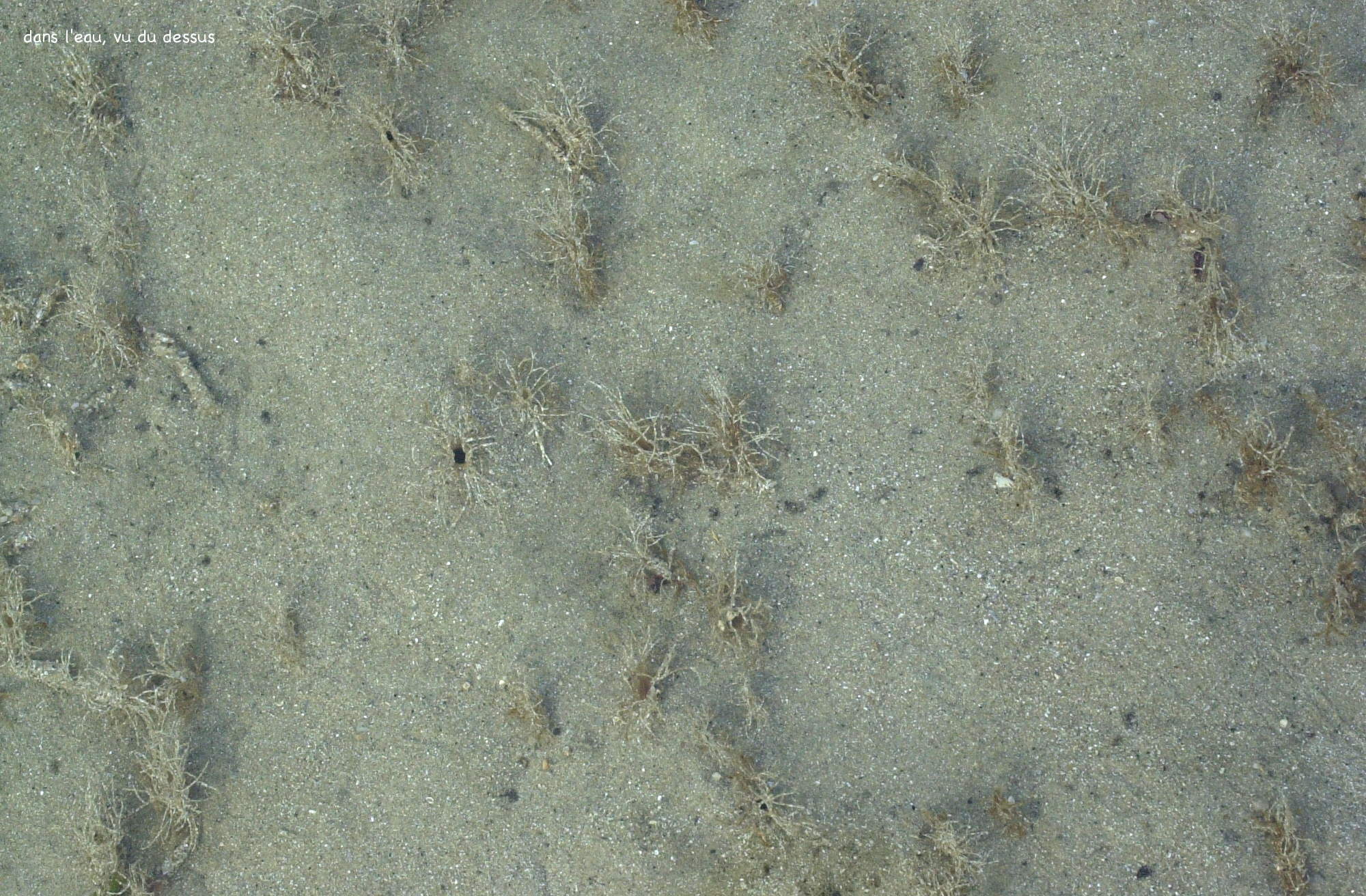 lanice_conchilega3md