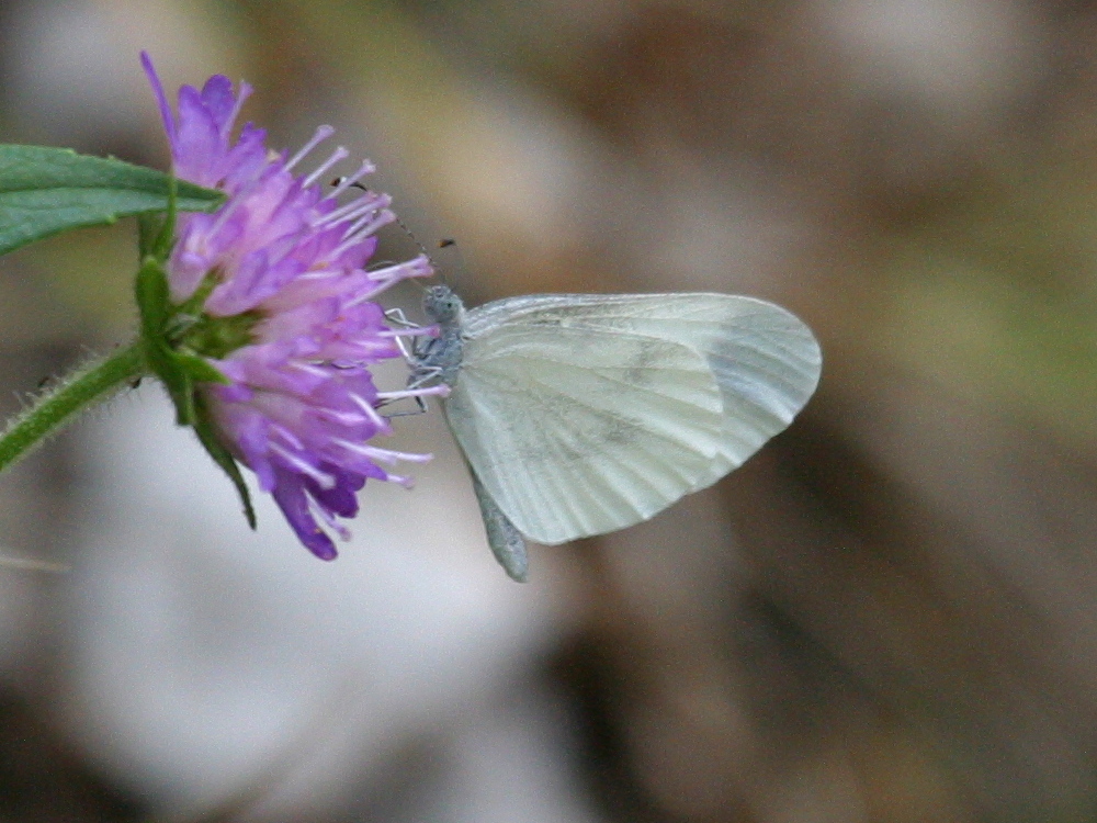 Afficher le média leptidea_sinapis1bbd leptidea_sinapis1bbd