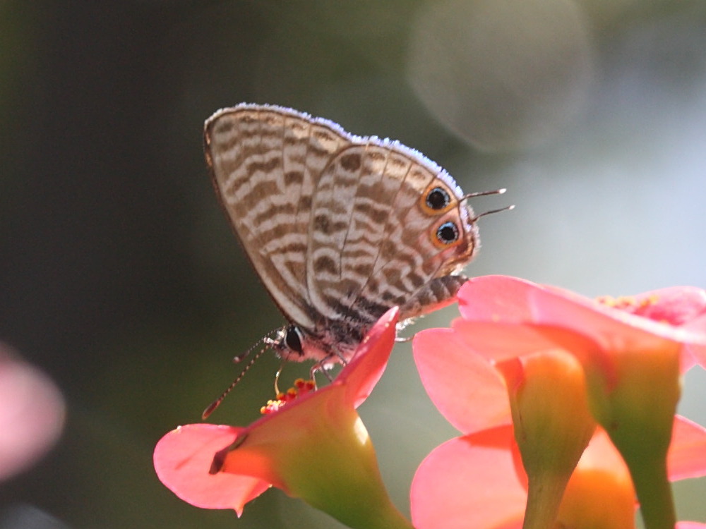 leptotes_pirithous3bmd
