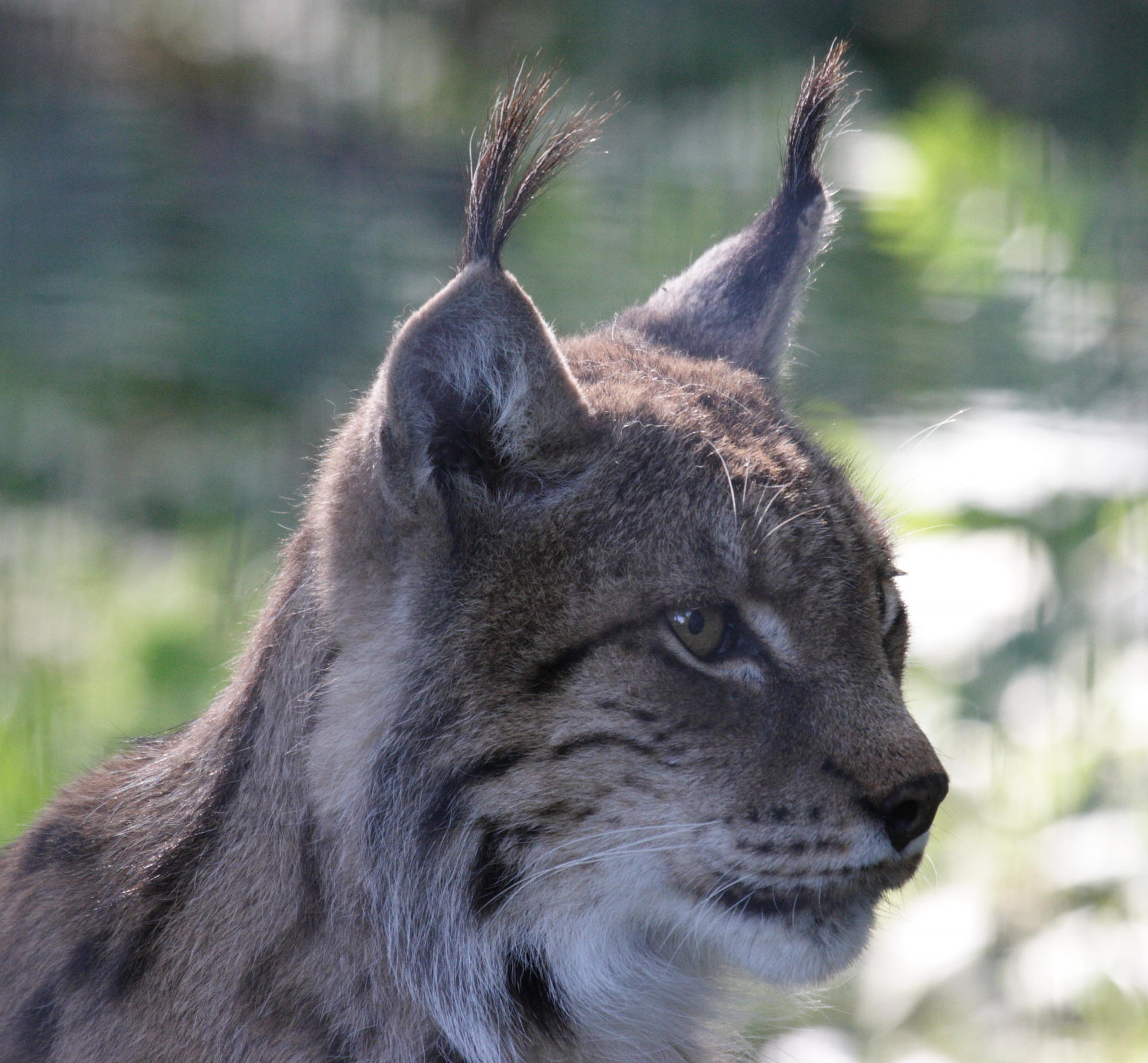 Lynx_lynx