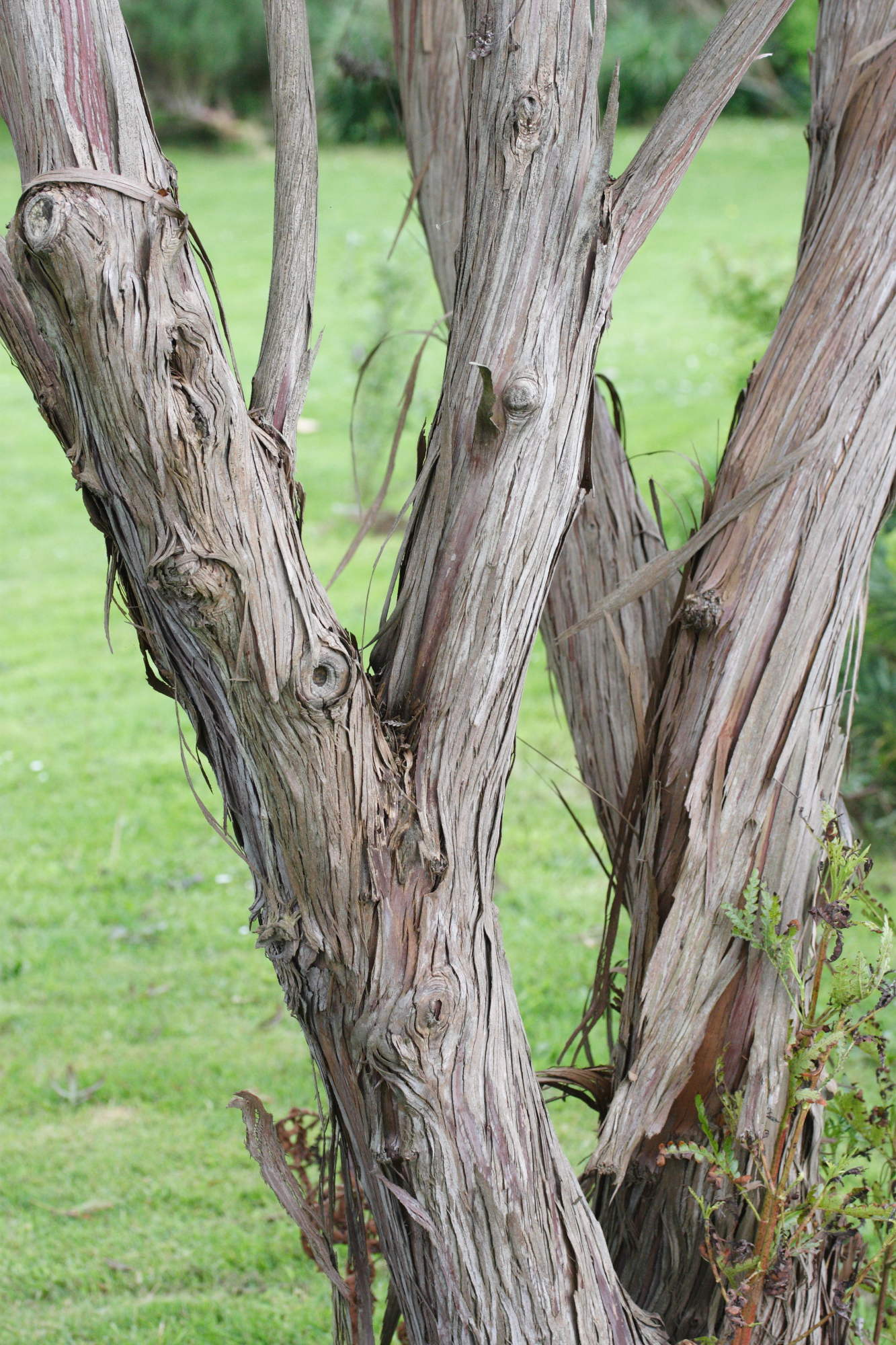 Afficher le média lyonothamnus_floribundus_aspleniifolia4md lyonothamnus_floribundus_aspleniifolia4md