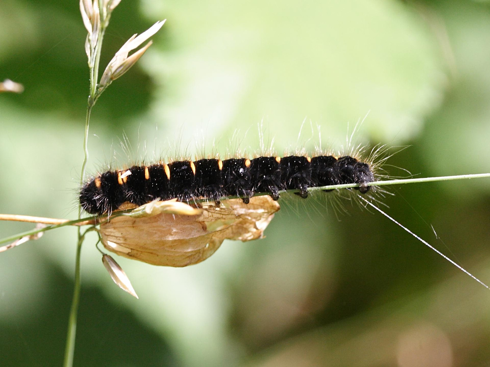 Afficher le média macrothylacia_rubi_ch1md macrothylacia_rubi_ch1md