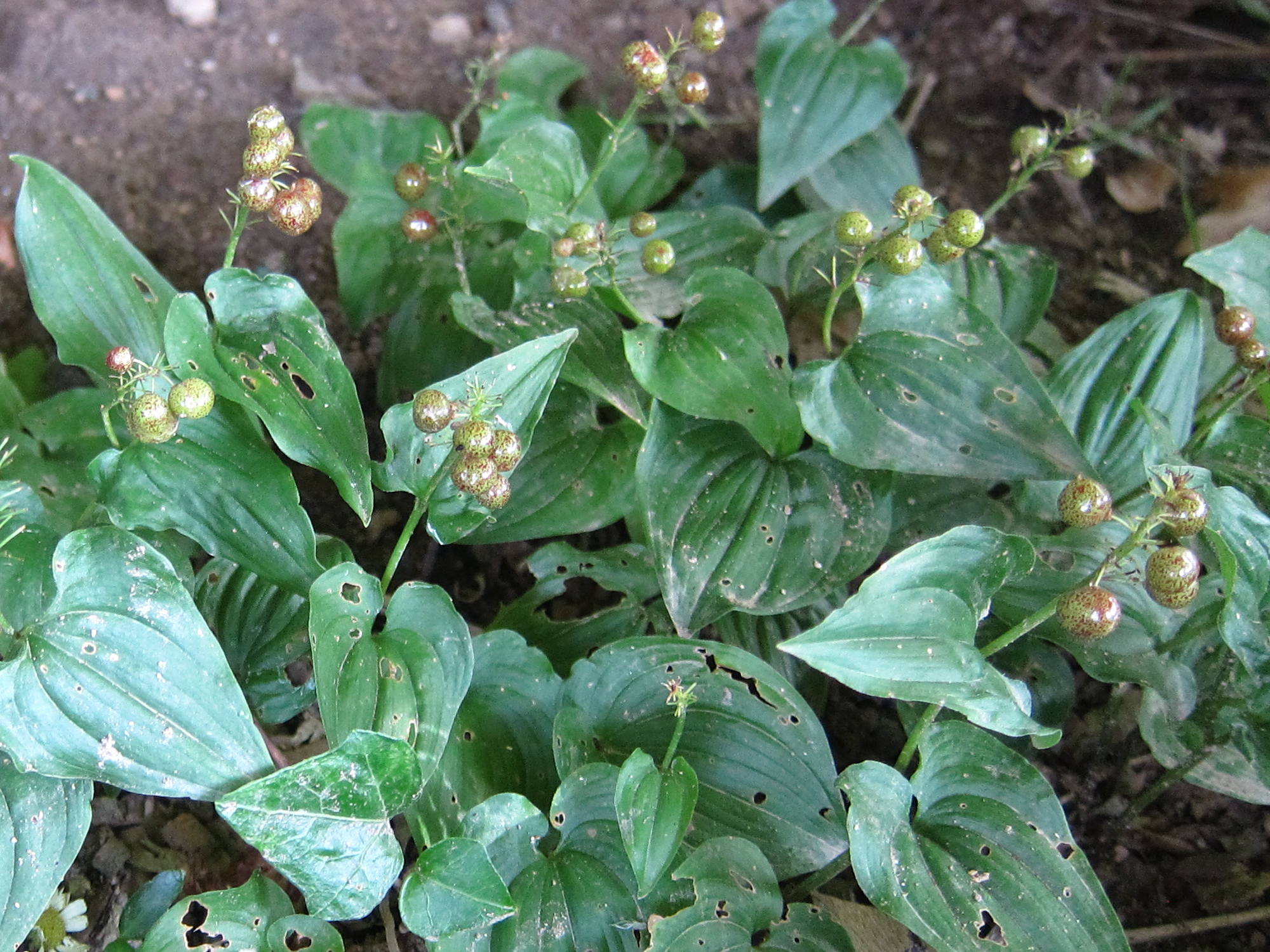 Afficher le média maianthemum_bifolium5bd maianthemum_bifolium5bd