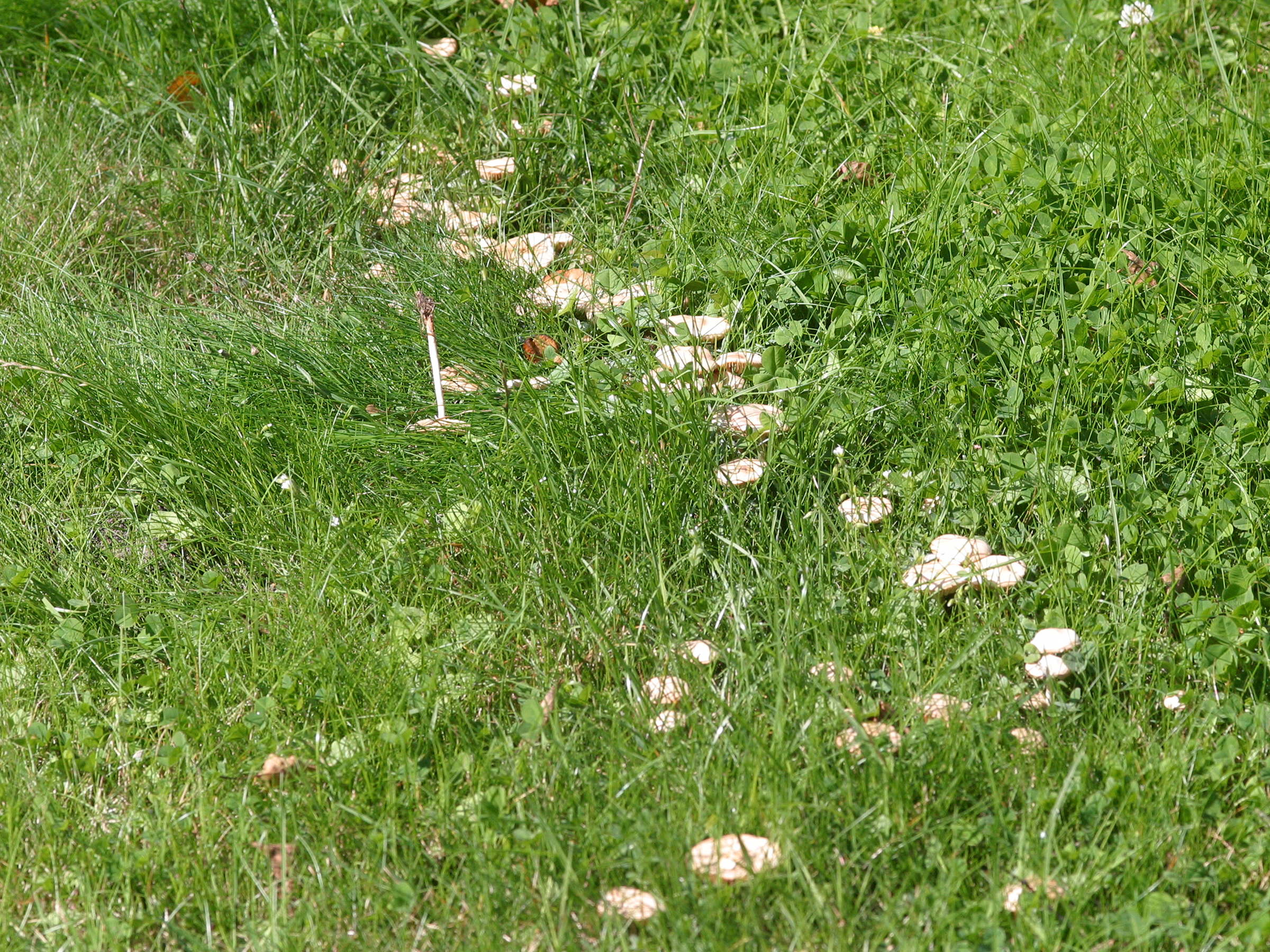 Afficher le média marasmius_oreades1md marasmius_oreades1md