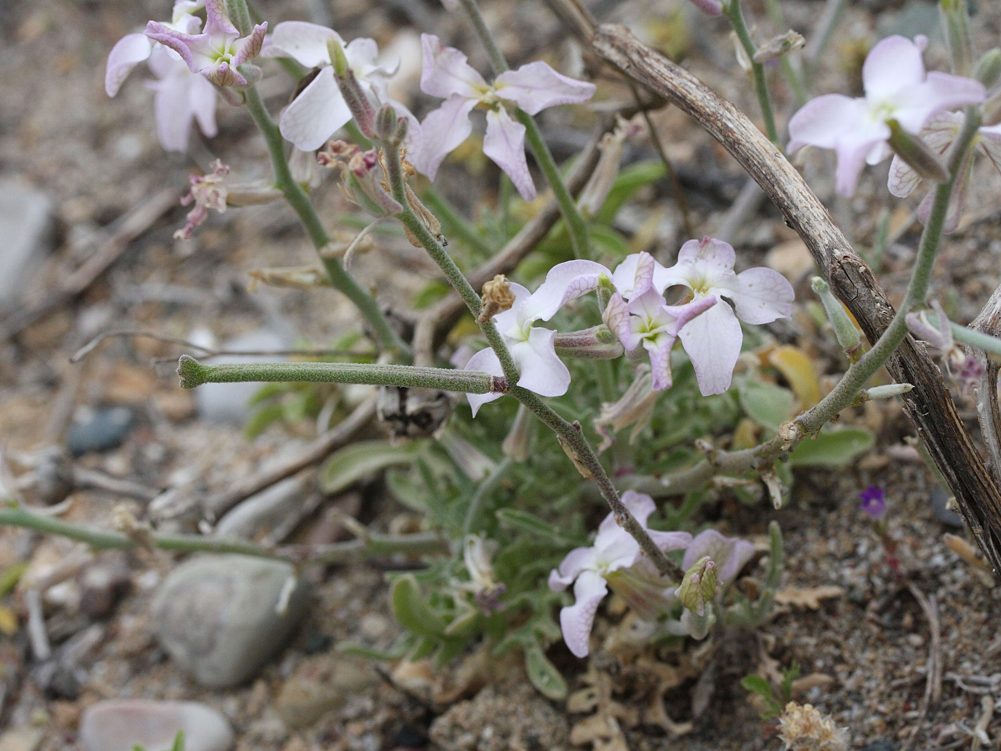matthiola_sinuata3bmd