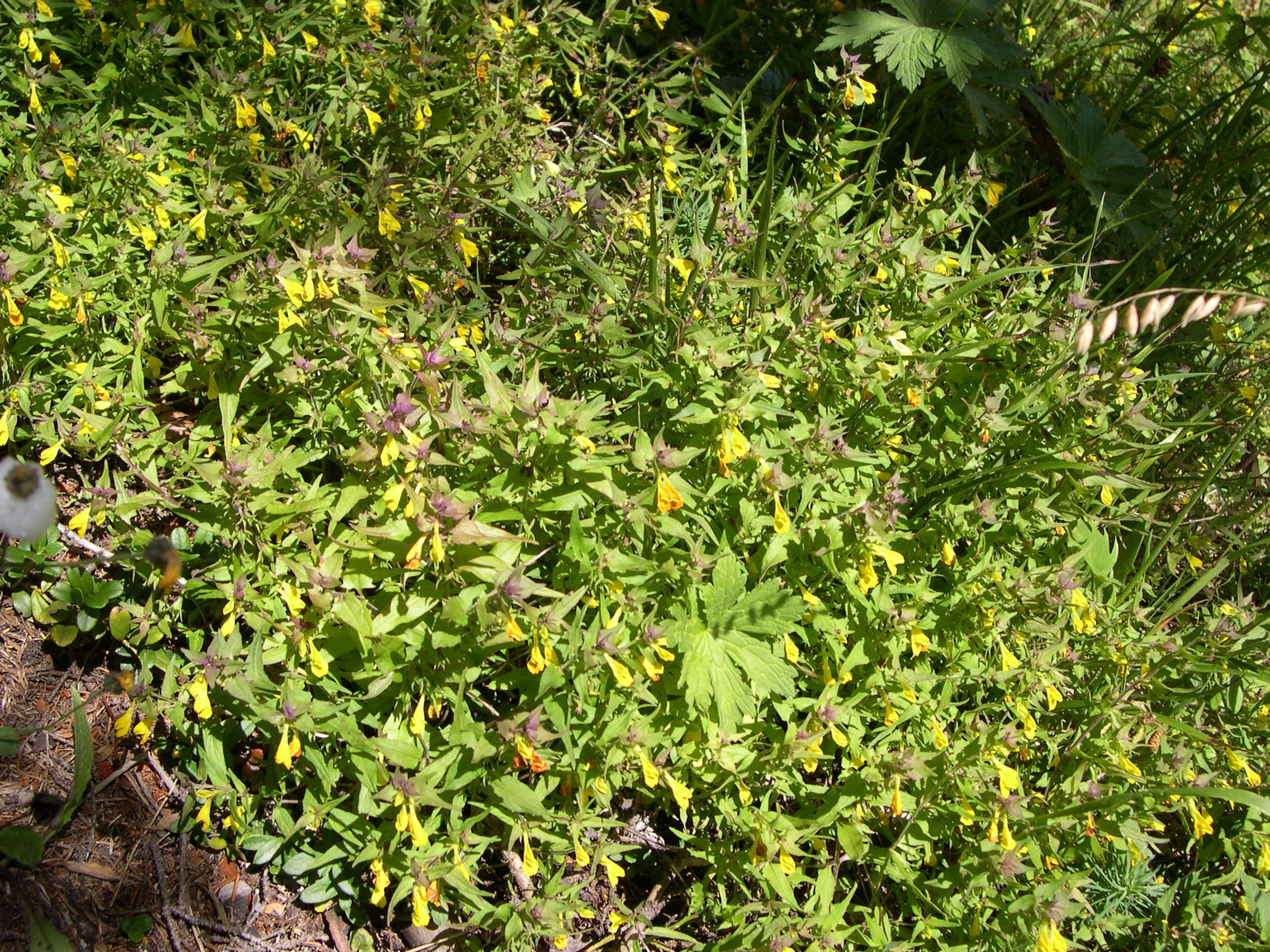 melampyrum_sylvaticum1bmd