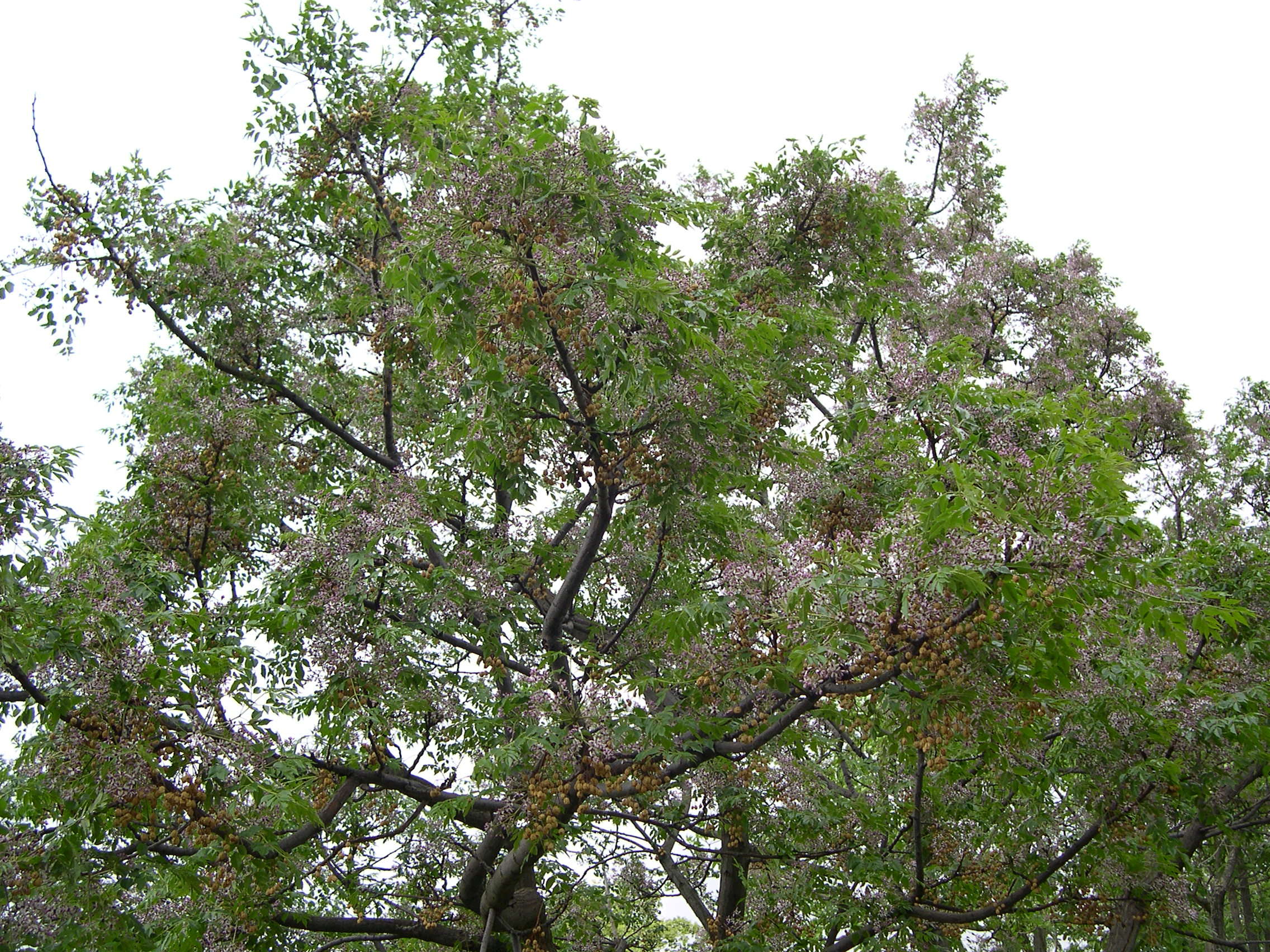 Afficher le média Melia_azedarach Melia_azedarach