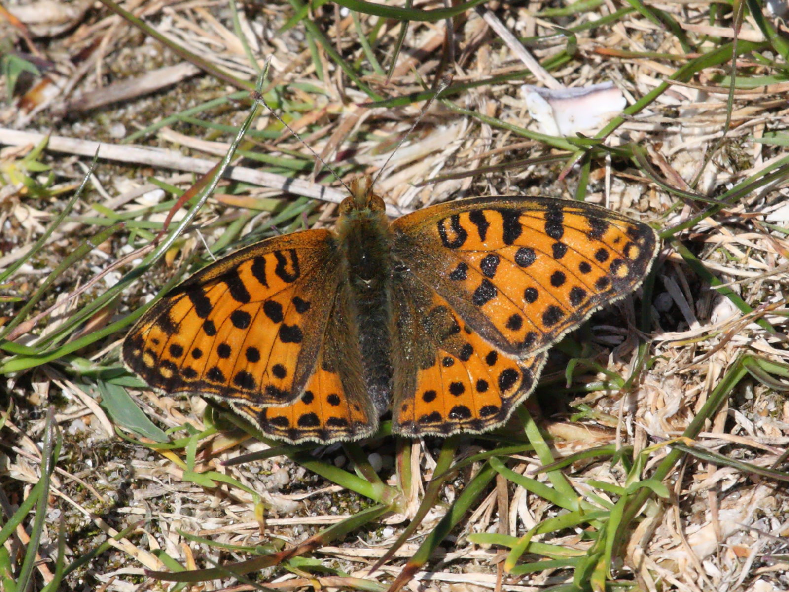 melitaea_cinxia1md
