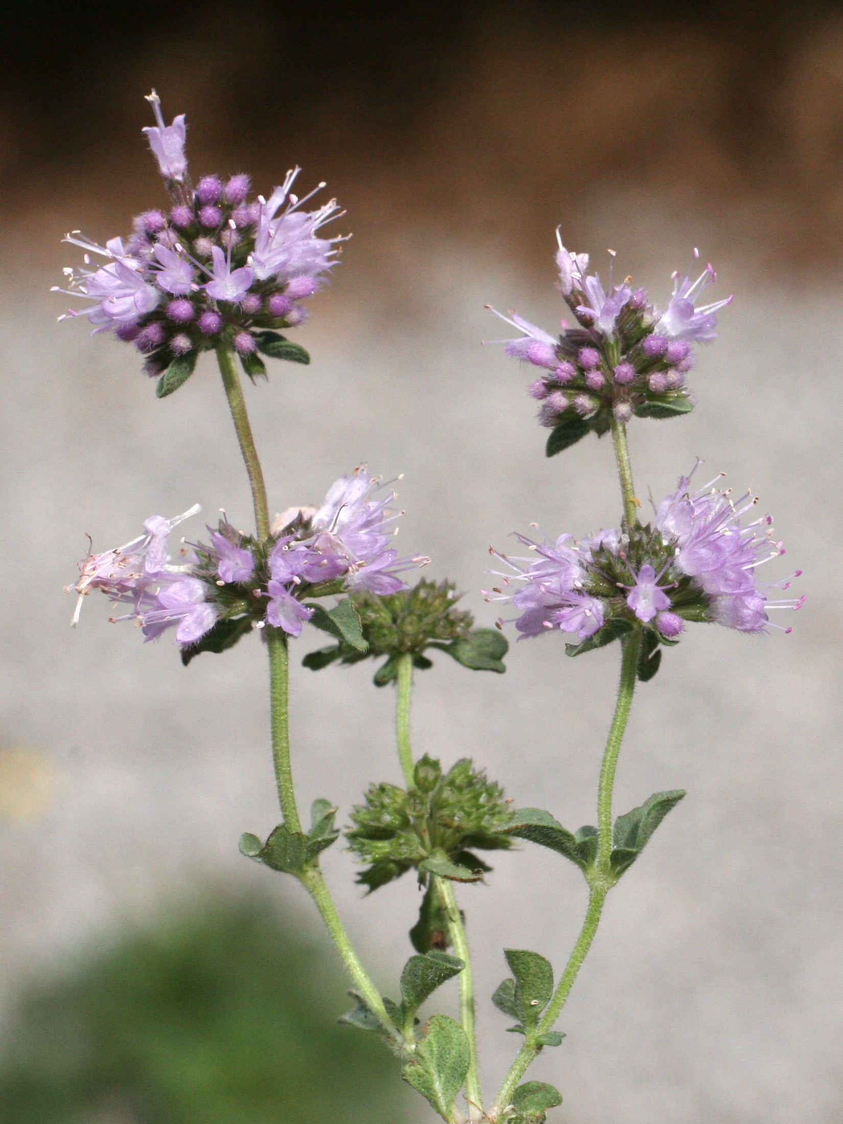 mentha_pulegium2md