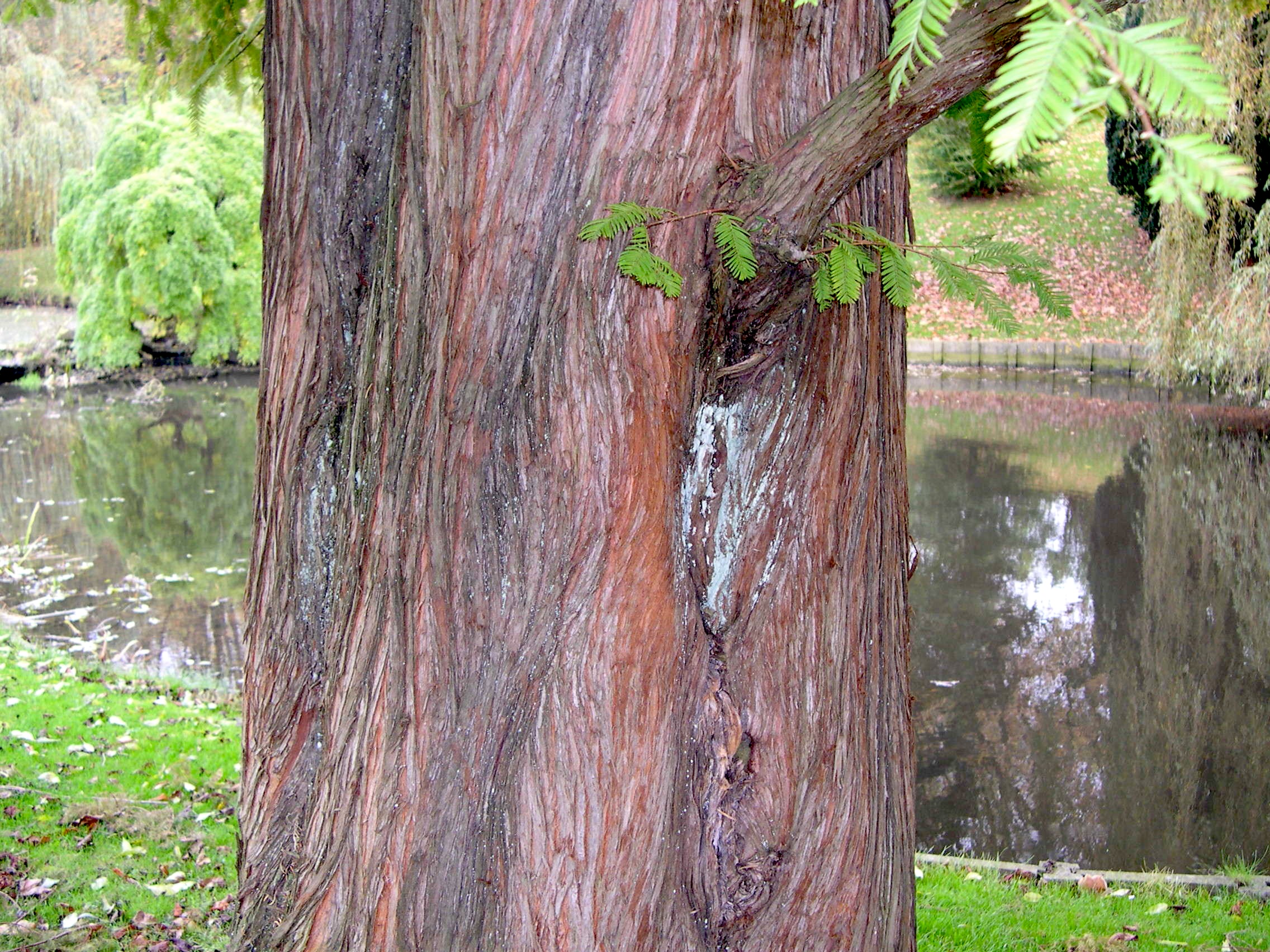 metasequoia_glyptostroboides2md