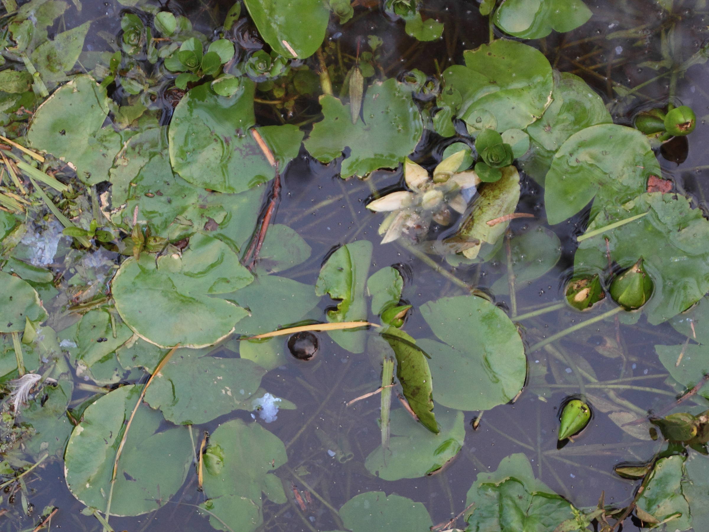 nymphaea_amazonum2md