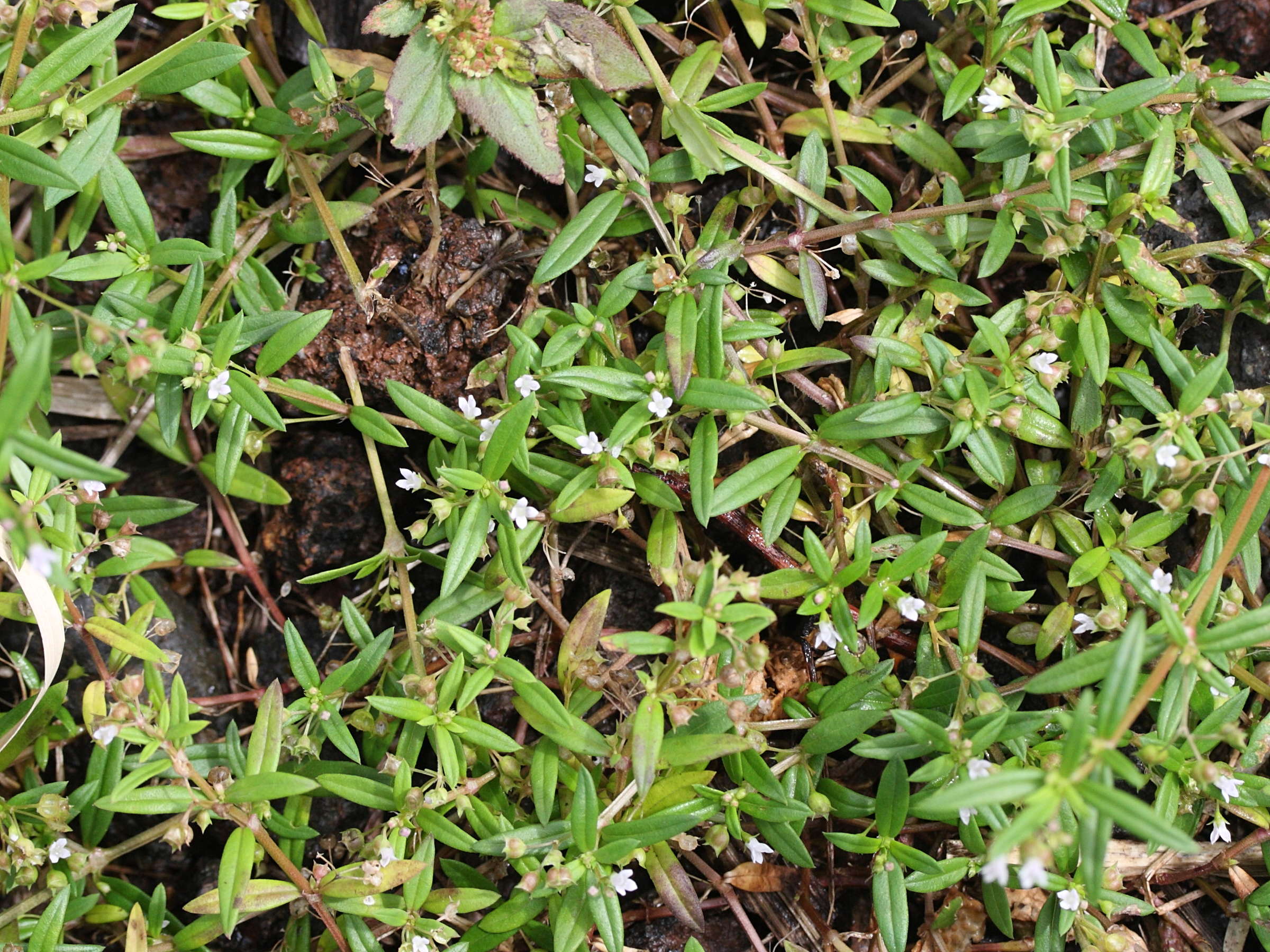 Afficher le média oldenlandia_corymbosa1md oldenlandia_corymbosa1md