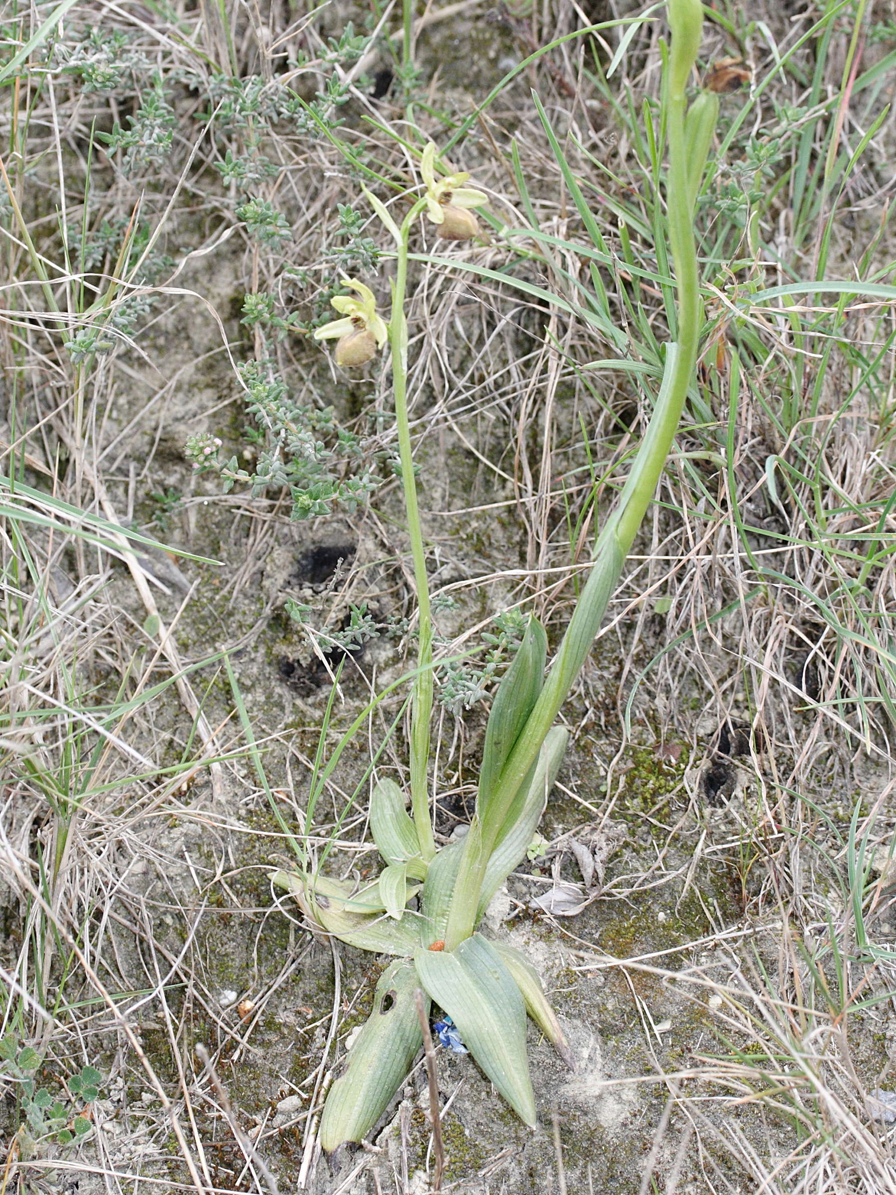 Afficher le média ophrys_arachnitiformis1md ophrys_arachnitiformis1md