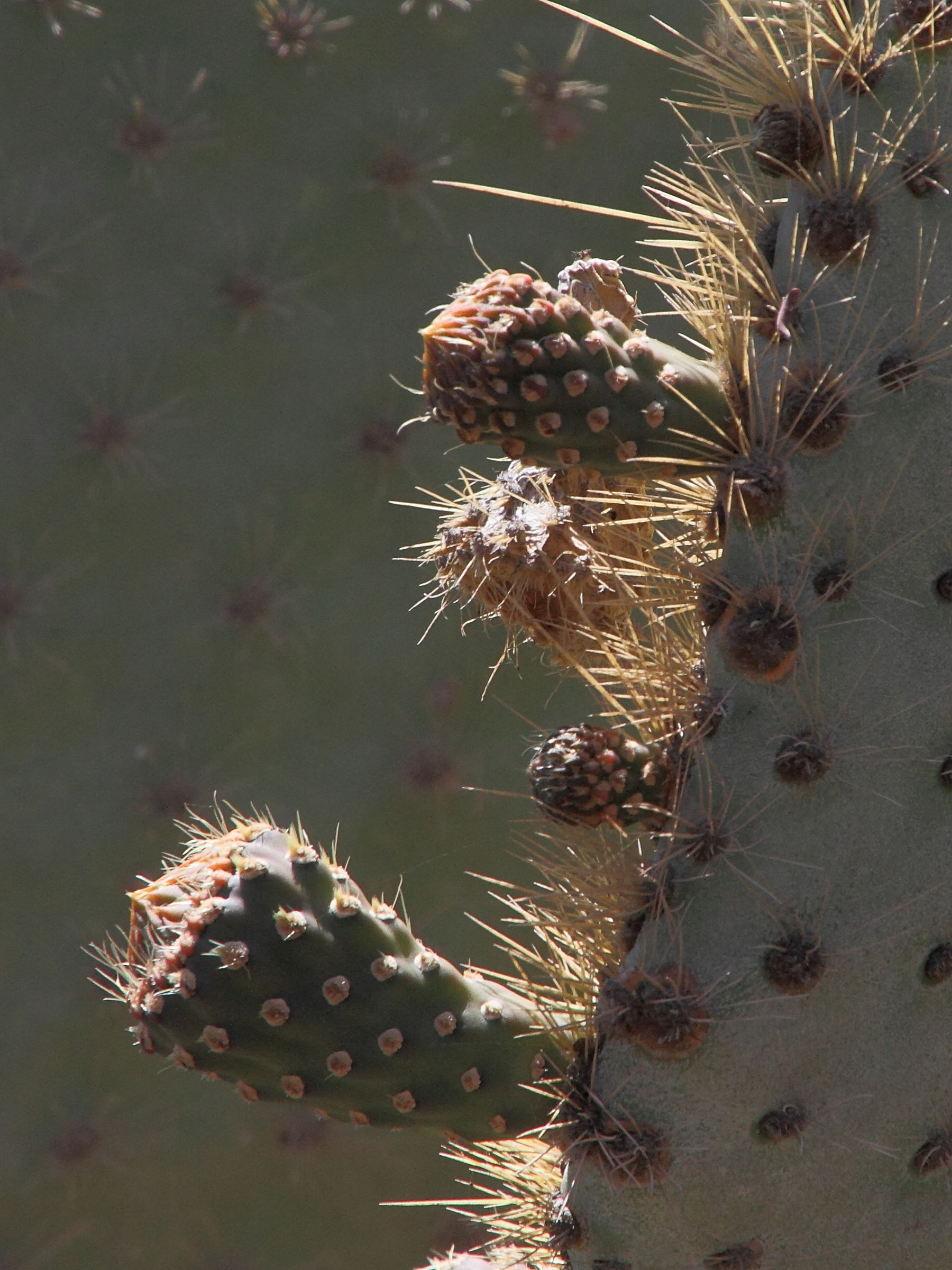 opuntia_galapageia3md