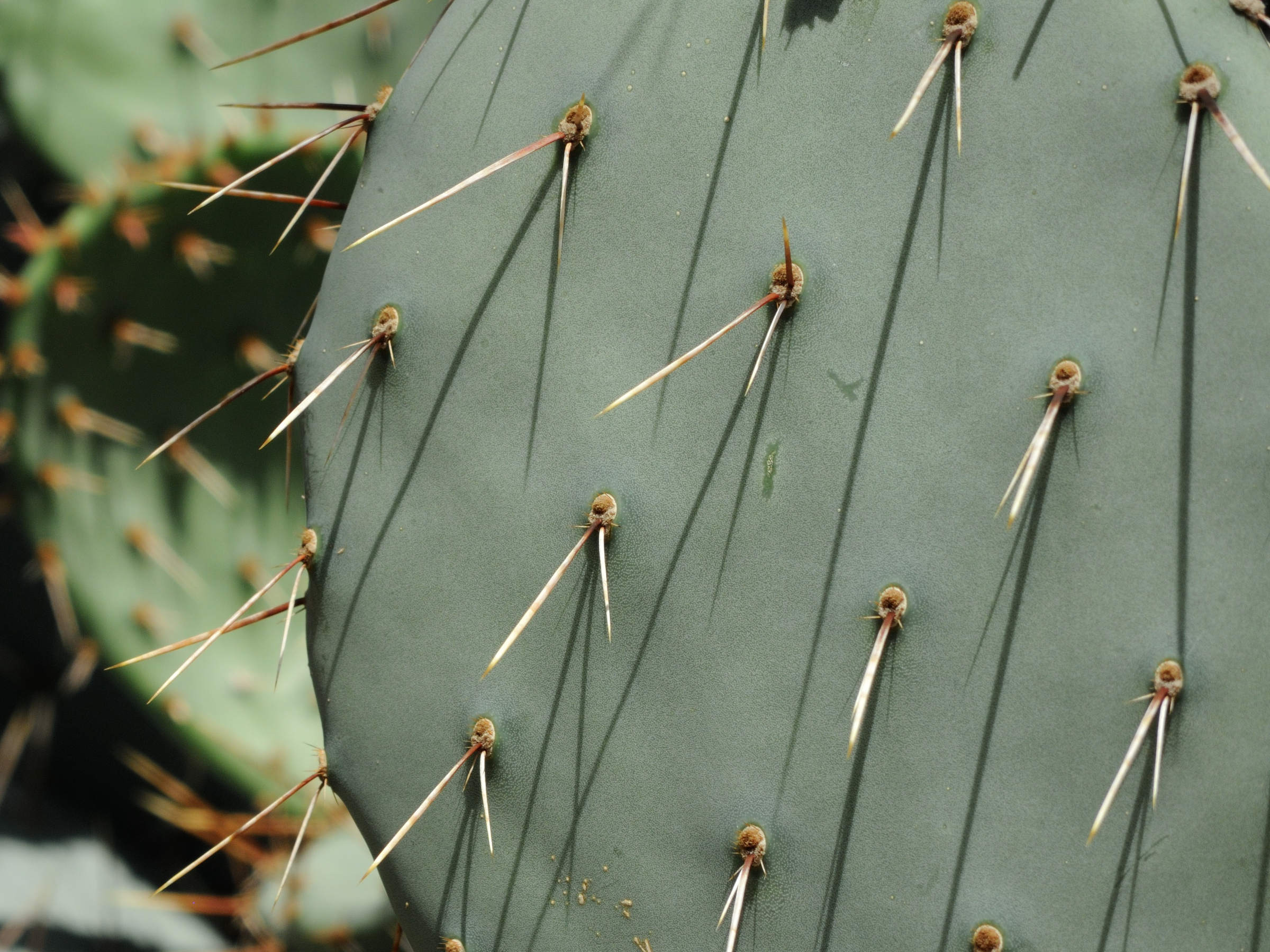 opuntia_phaeacantha3md