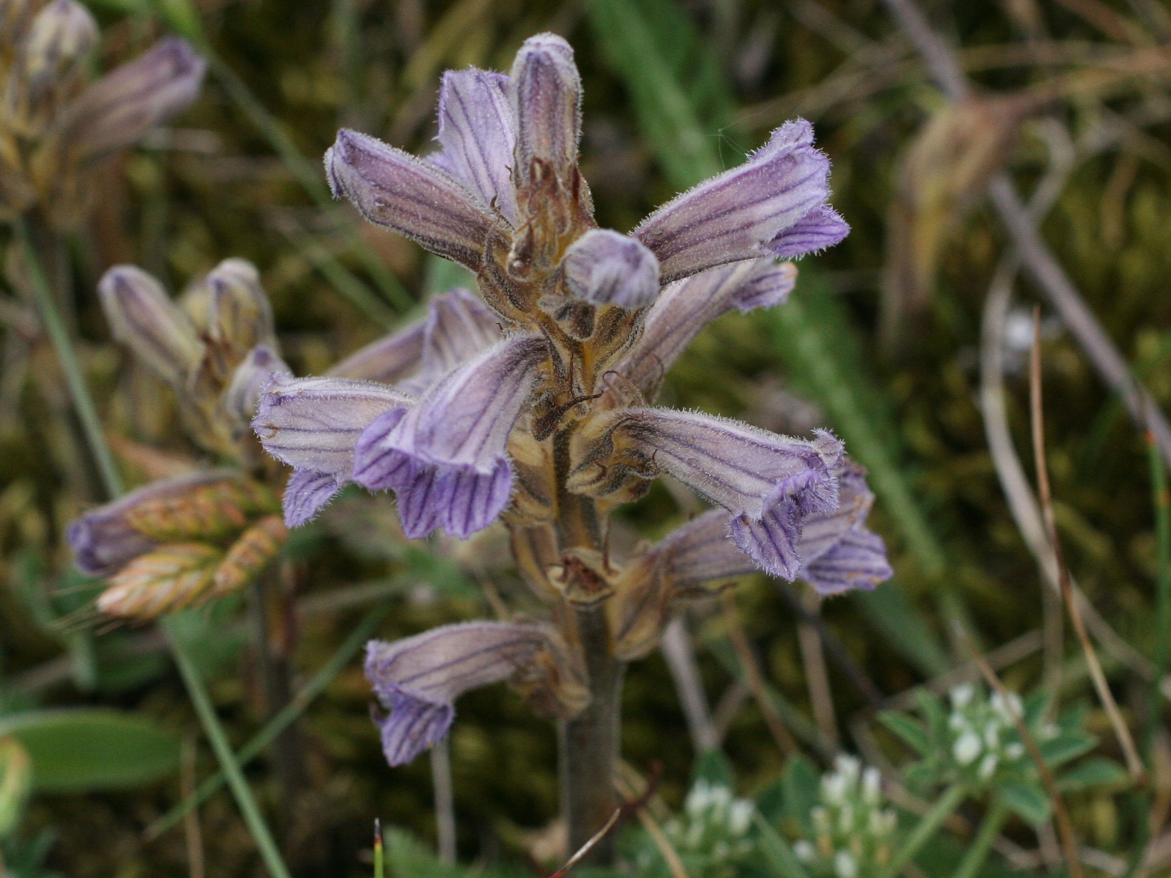 Afficher le média orobanche_purpurea2md orobanche_purpurea2md