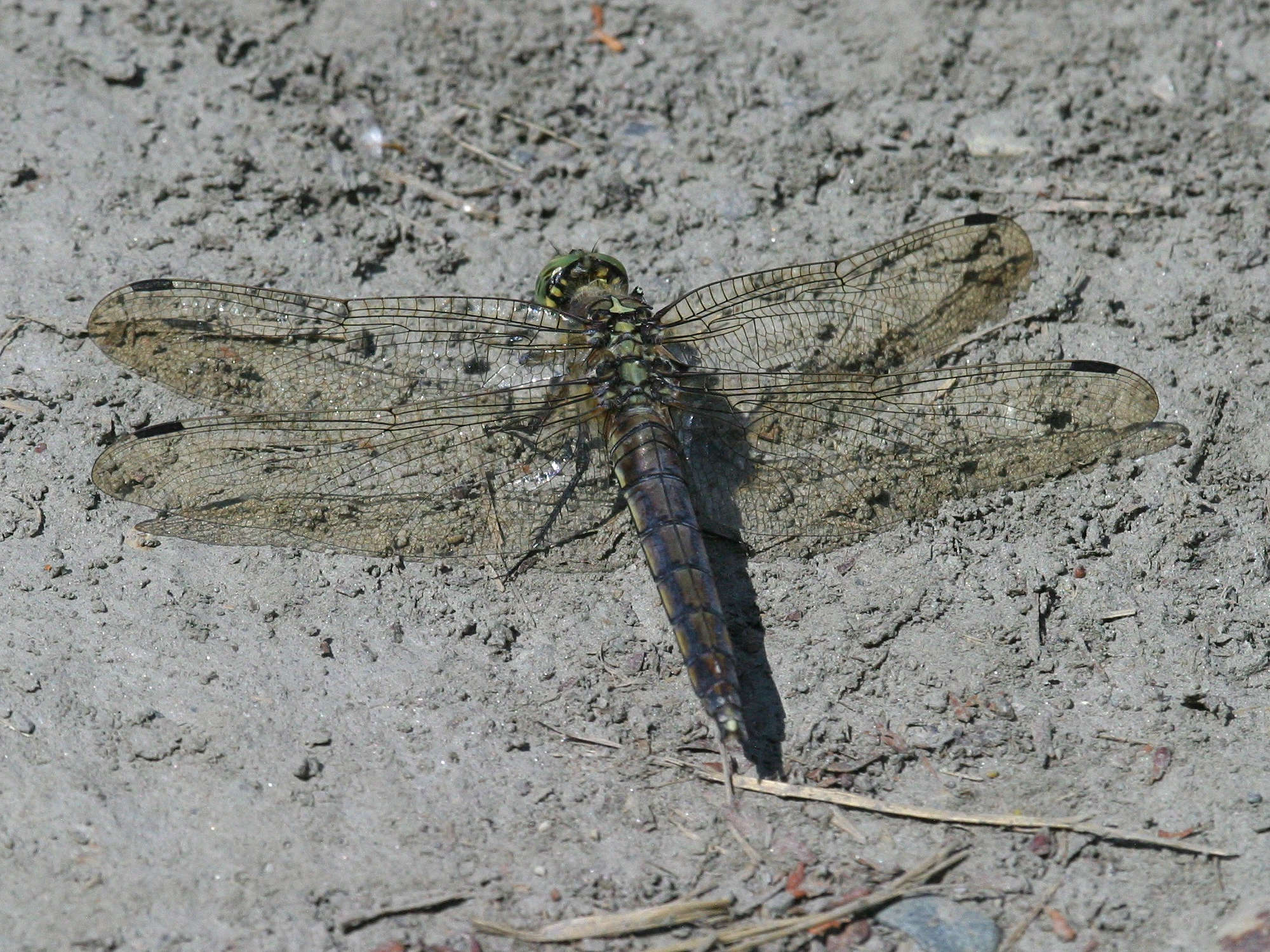 orthetrum_cancellatum7bd