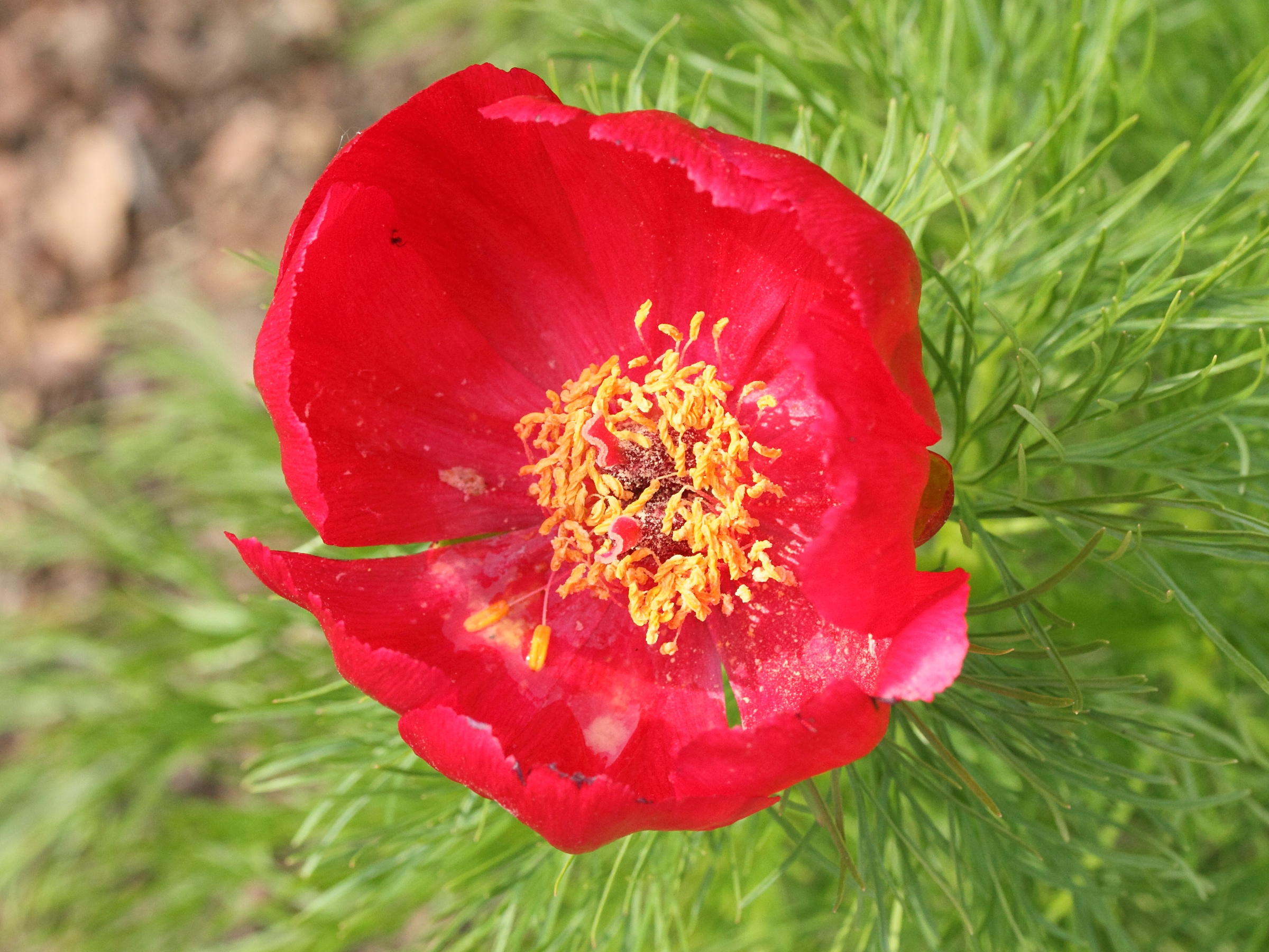 paeonia_tenuifolia2md