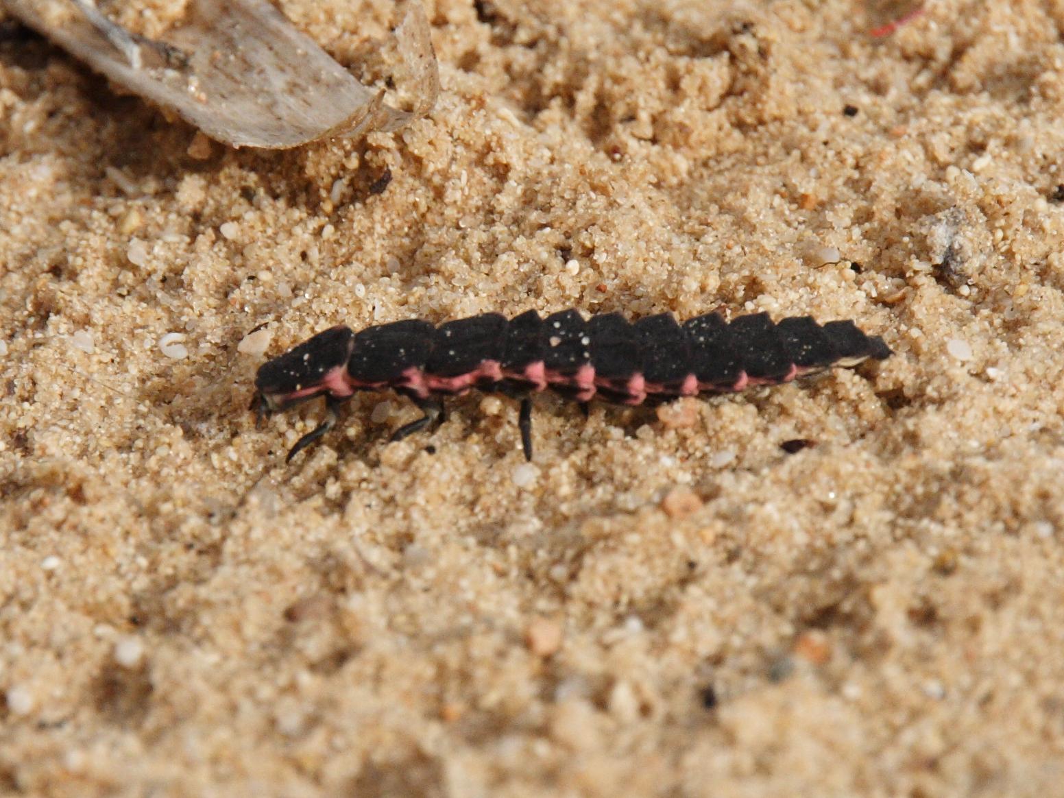 Afficher le média pelania_mauritanica_larv3bd pelania_mauritanica_larv3bd