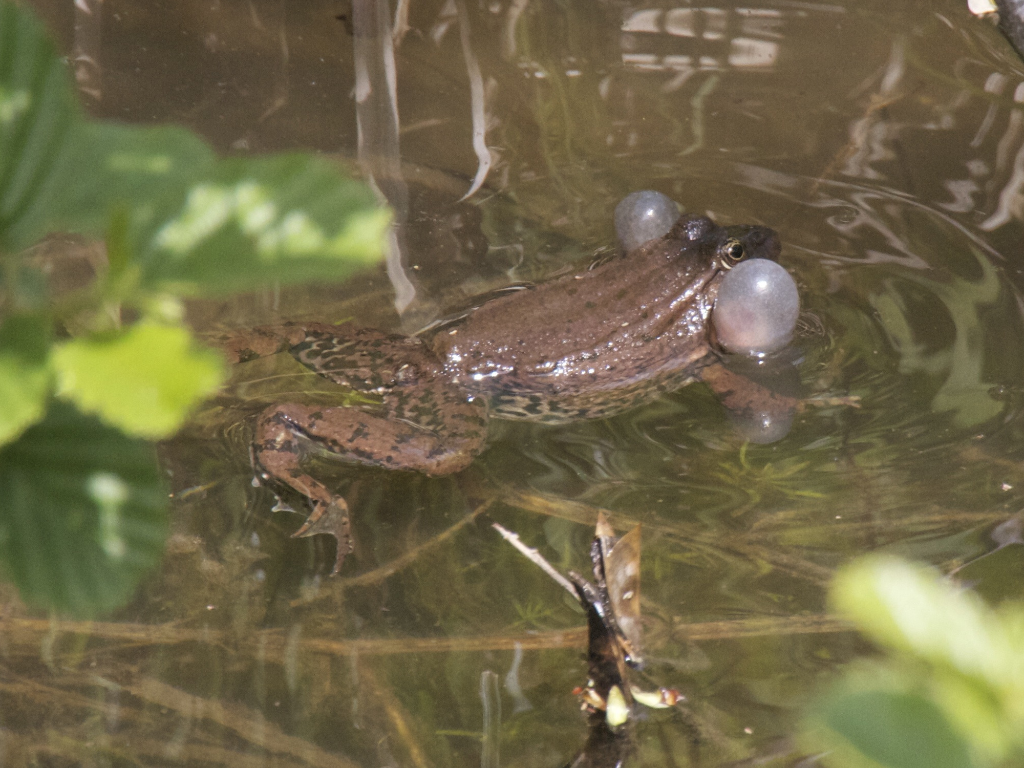 pelophylax_ridibundus8md