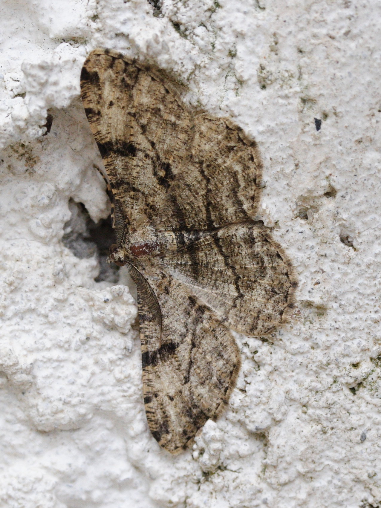 Afficher le média peribatodes_rhomboidaria2md peribatodes_rhomboidaria2md