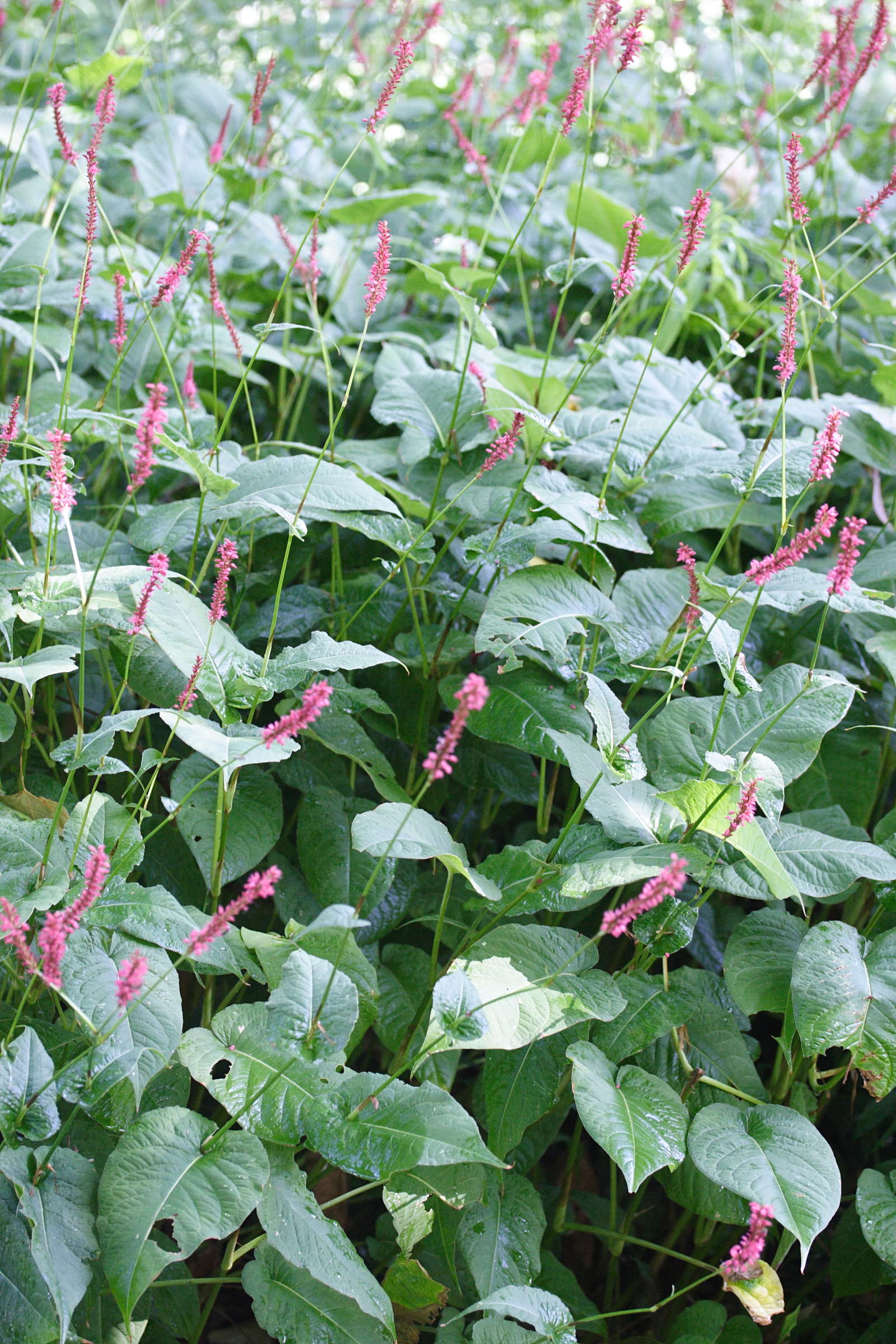 Afficher le média Persicaria_amplexicaulis Persicaria_amplexicaulis