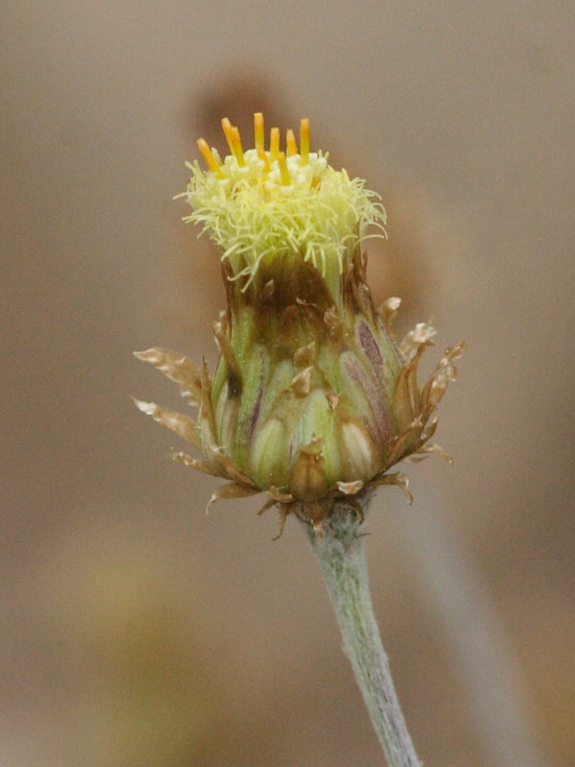 Afficher le média phagnalon_saxatile6md phagnalon_saxatile6md