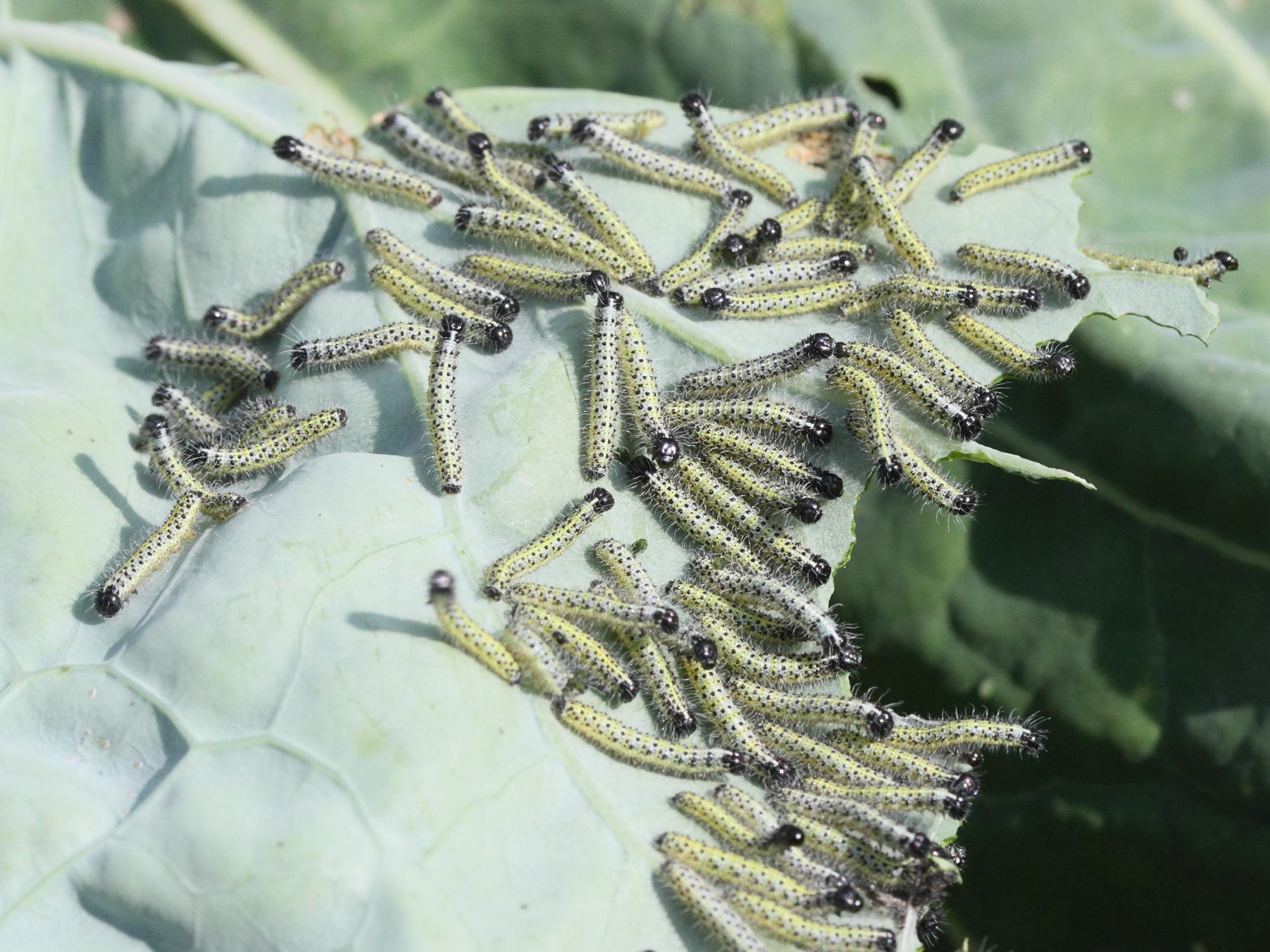 pieris_brassicae_ch3md
