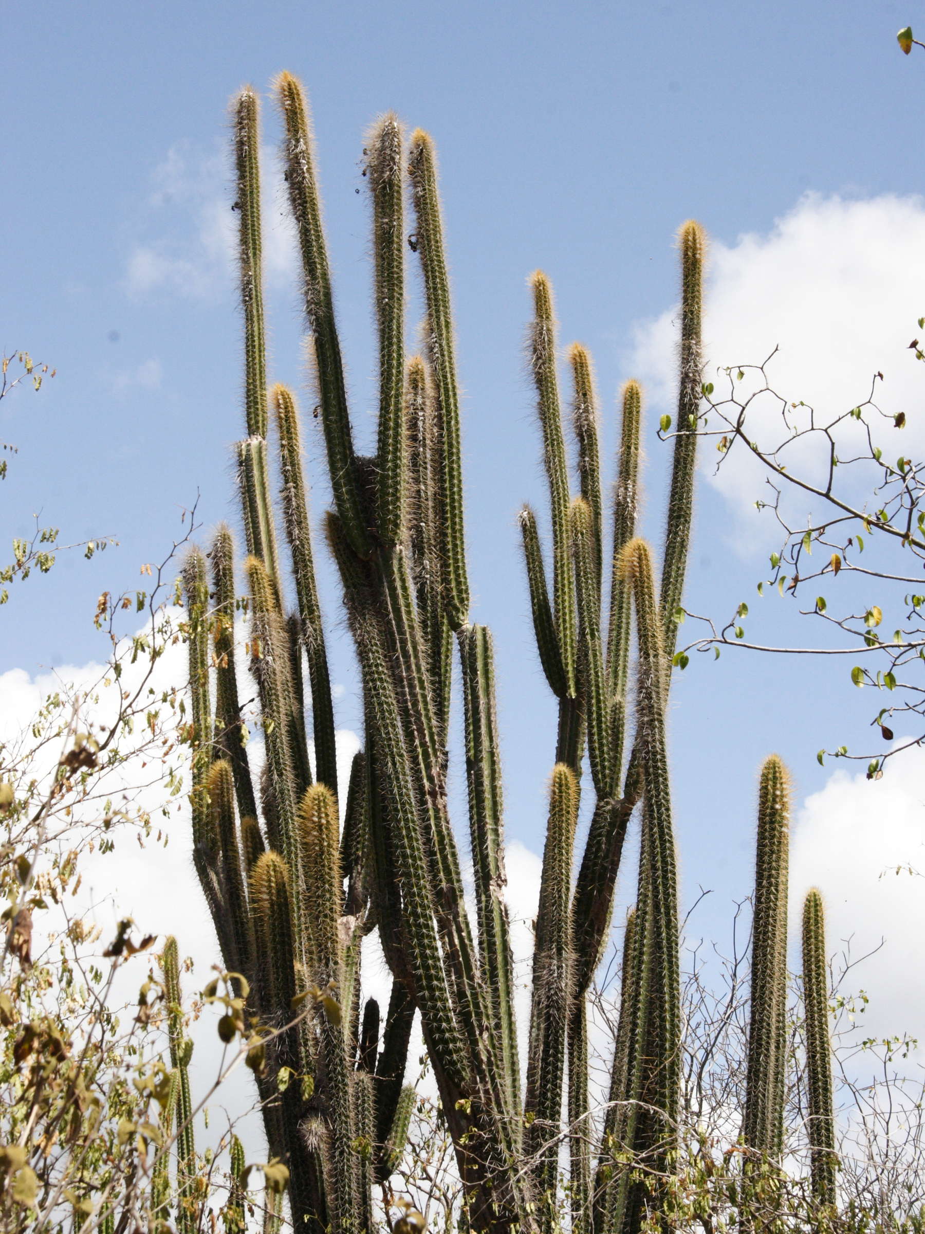 pilosocereus_royeni3md
