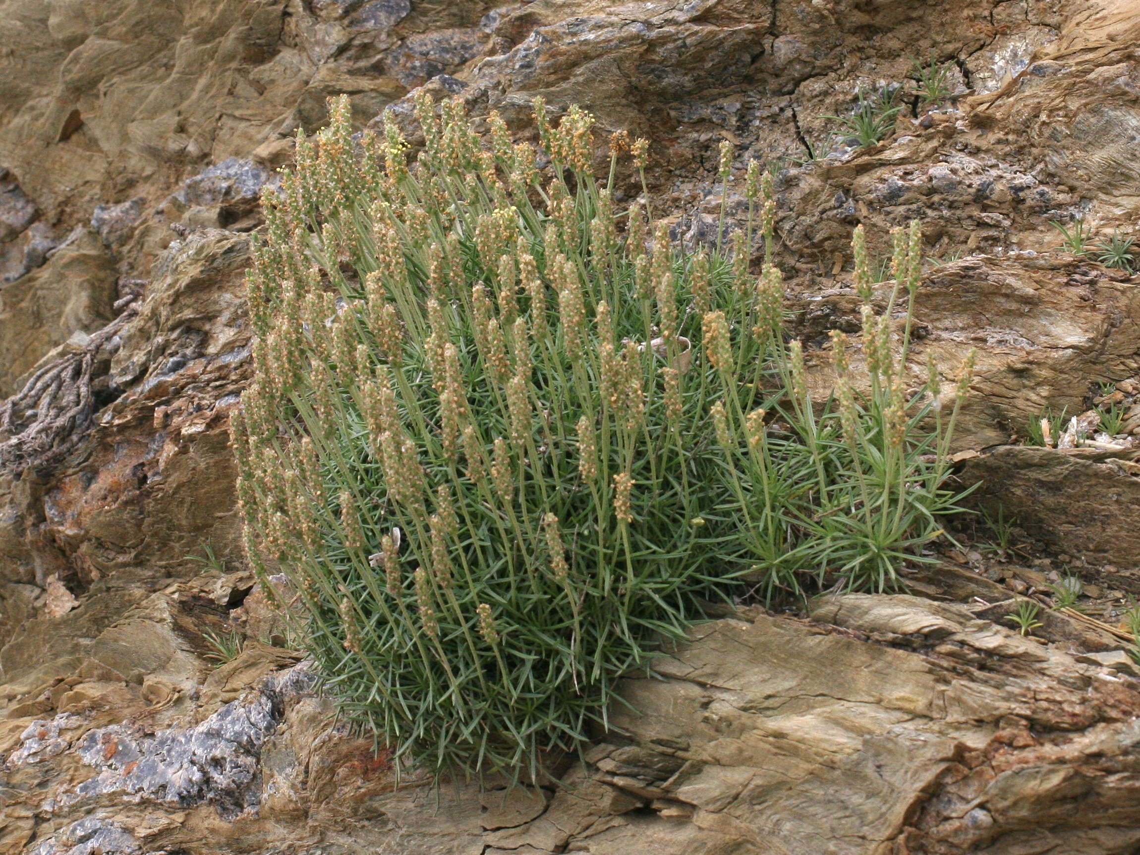 plantago_subulata1md