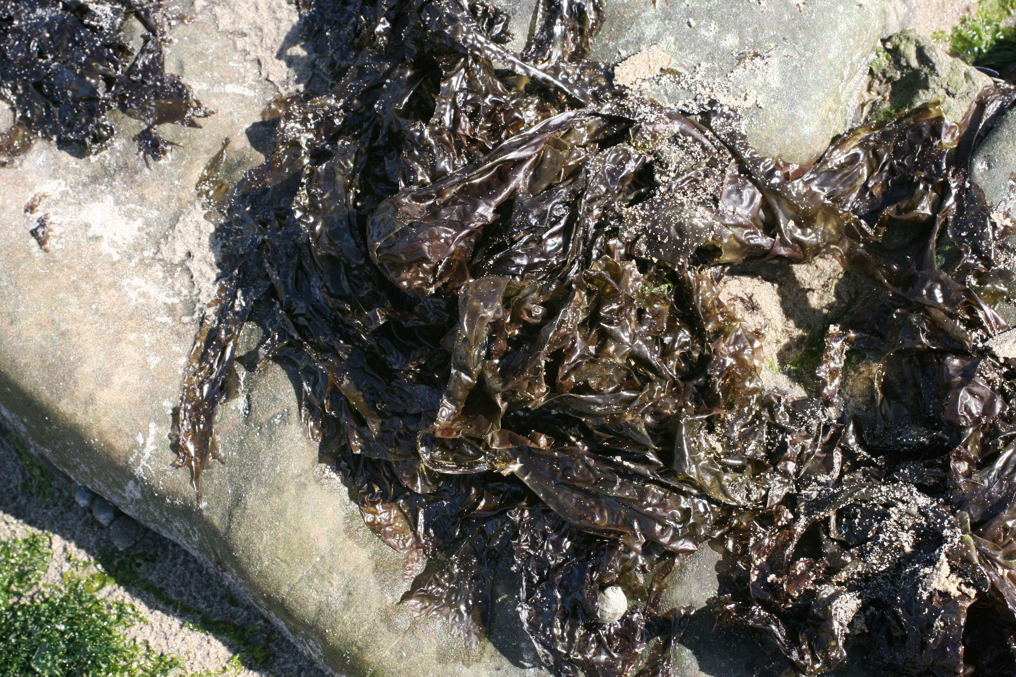 porphyra_dioica1md